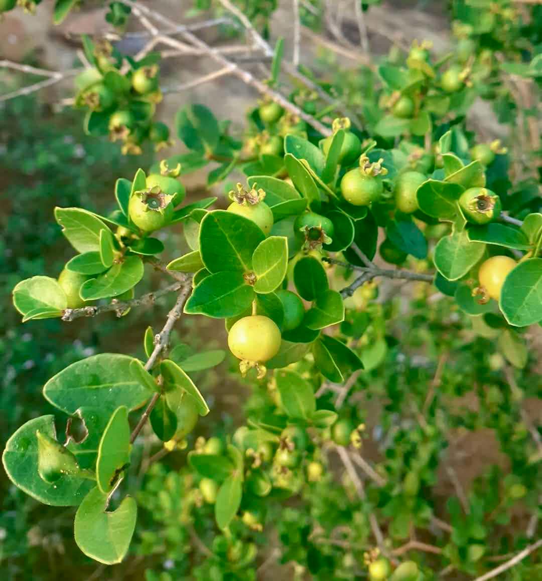 Psidium sp Caetite - 1 fresh seed / 1 frischer Samen
