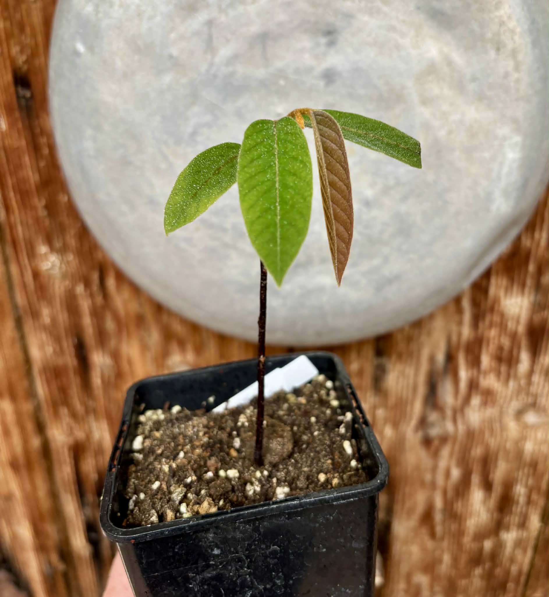Uvaria hamiltonii - 1 potted plant / 1 getopfte Pflanze