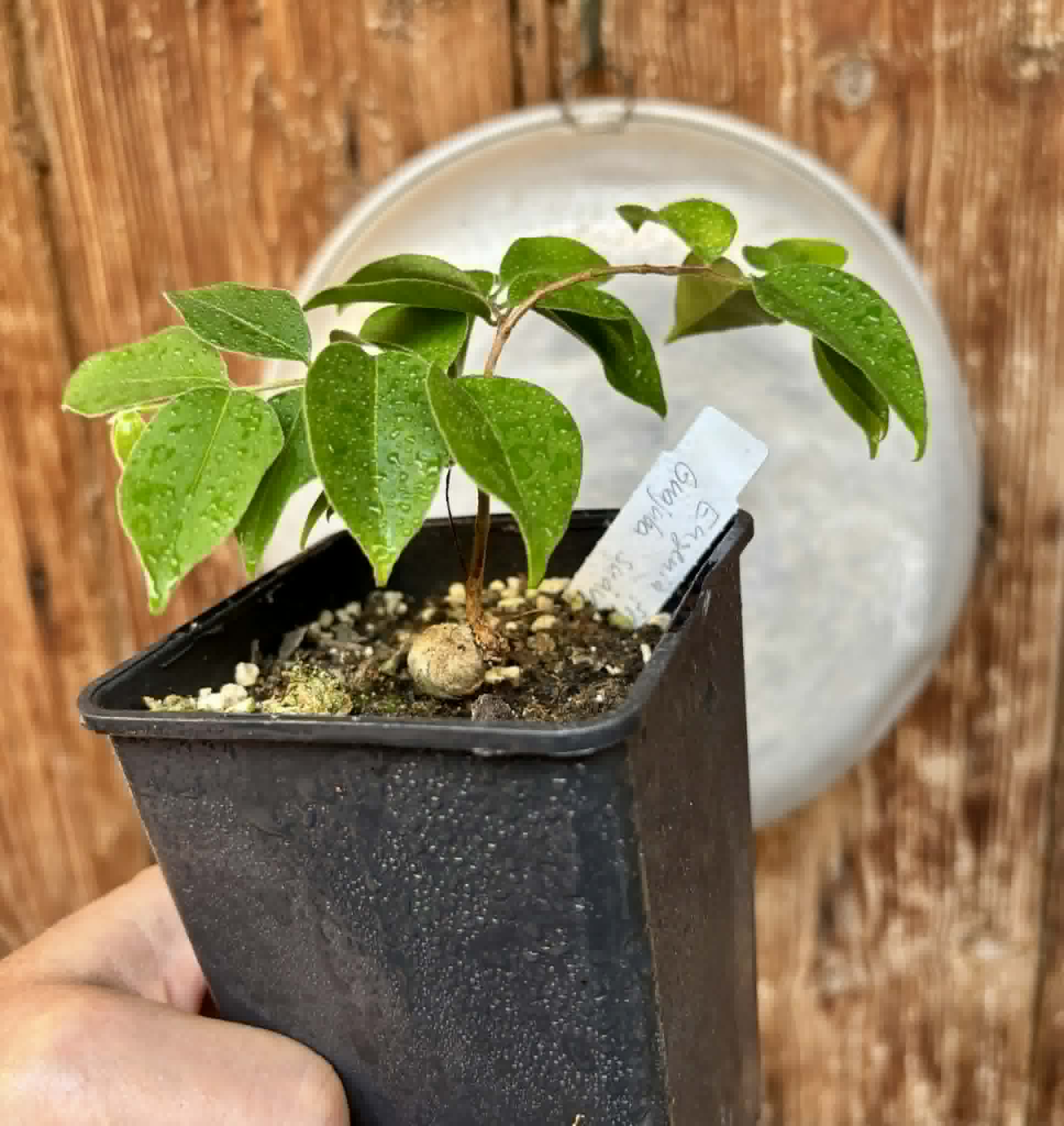 Eugenia sp Guajuba suave -  1 potted seedling / 1 getopfter Sämling