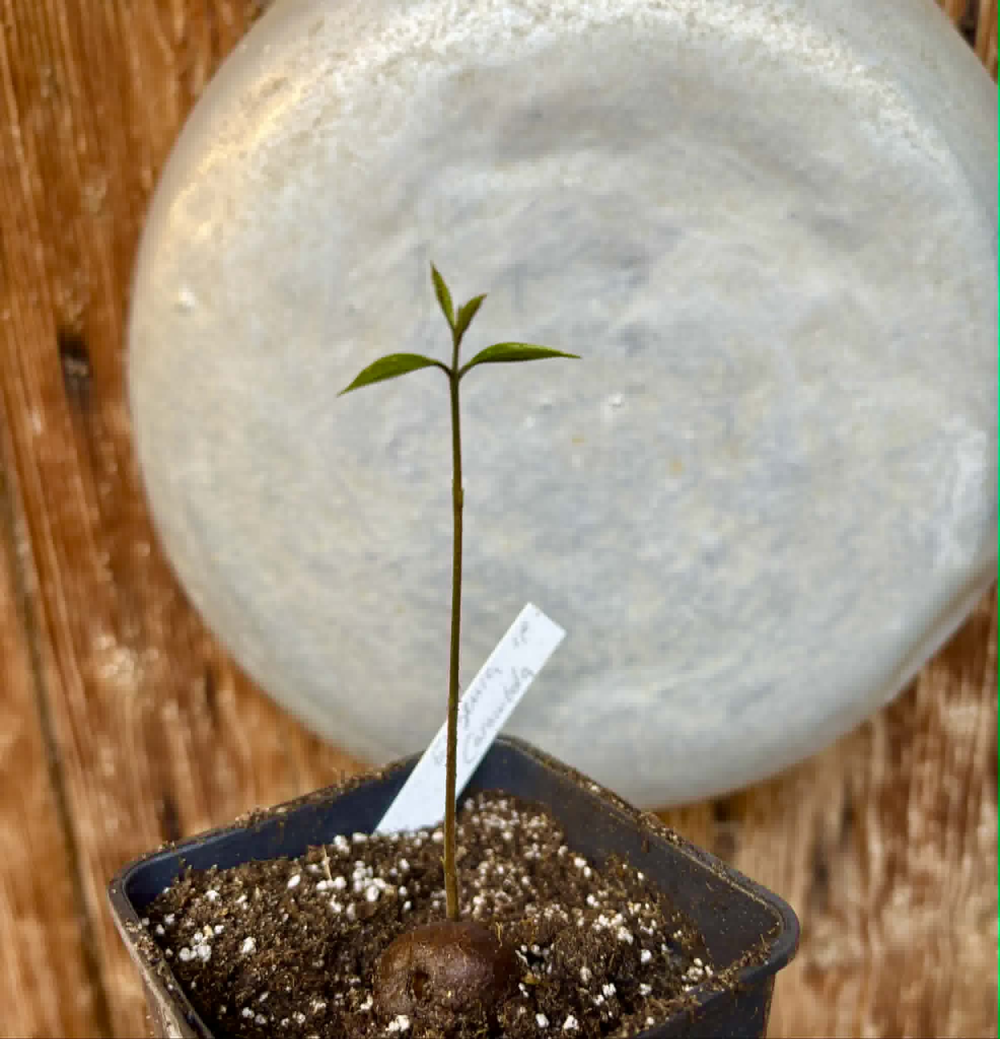 Eugenia sp Carambola - 1 potted seedling / 1 getopfter Sämling
