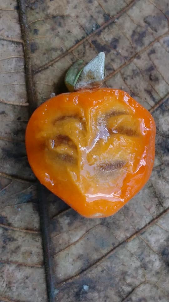 Eugenia speciosa -  3 fresh seeds / 3 frische Samen