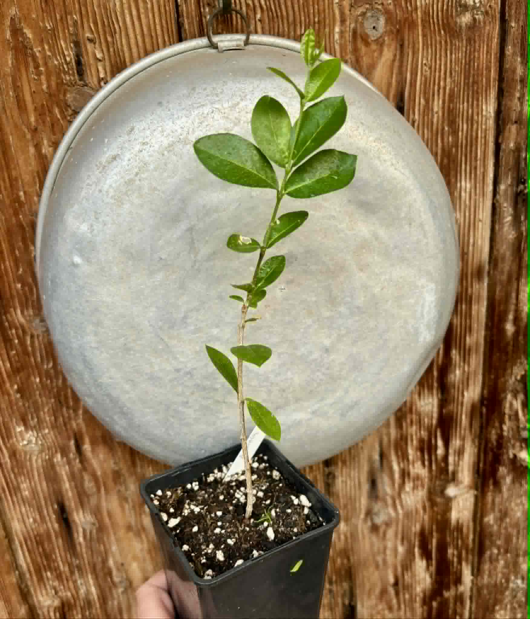 Acerola (Malpighia glabra) - 1 potted seedling / 1 getopfter Sämling