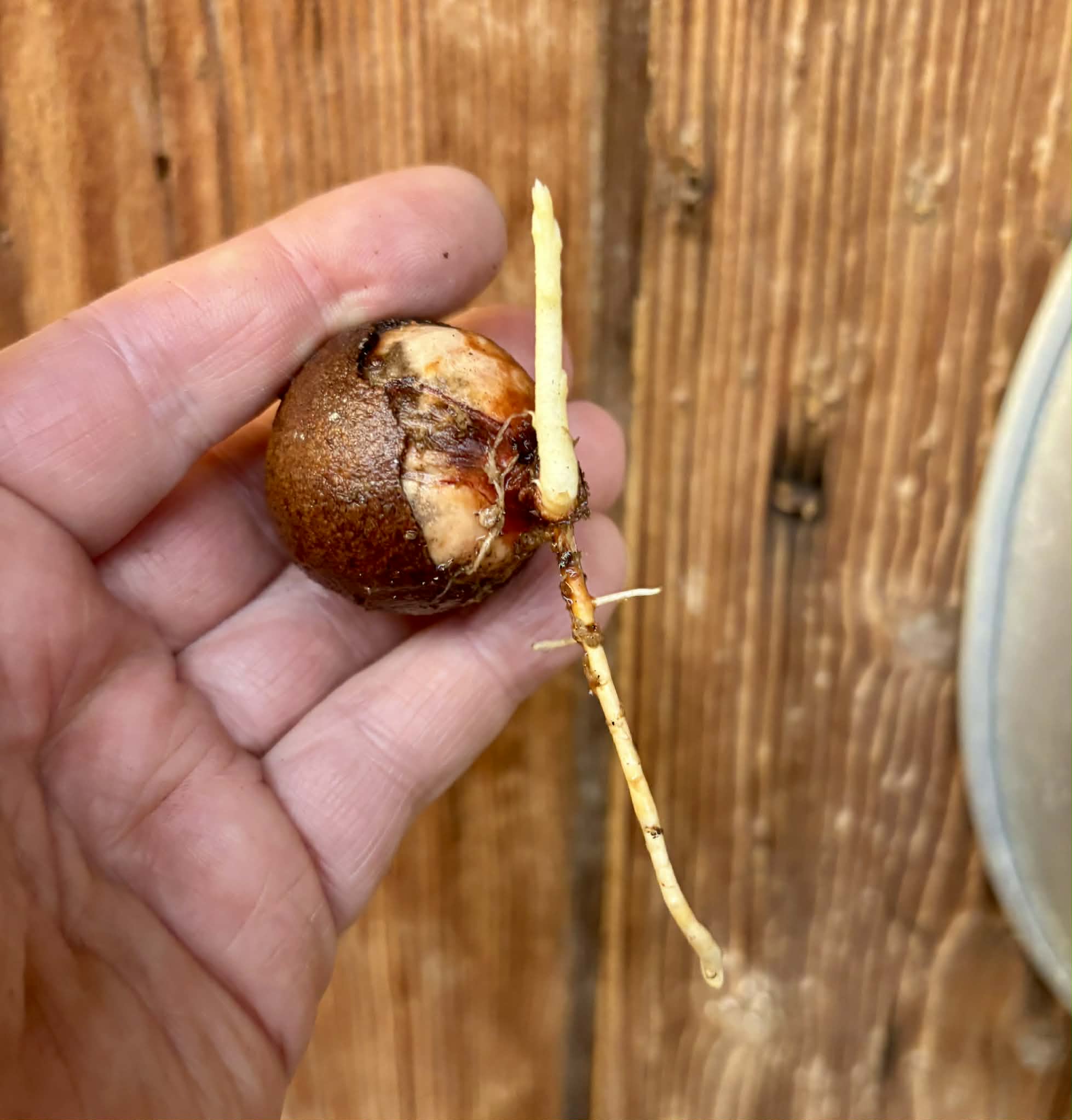 Eugenia sp Laranja Camamu - 1 germinated seed / 1 gekeimter Samen