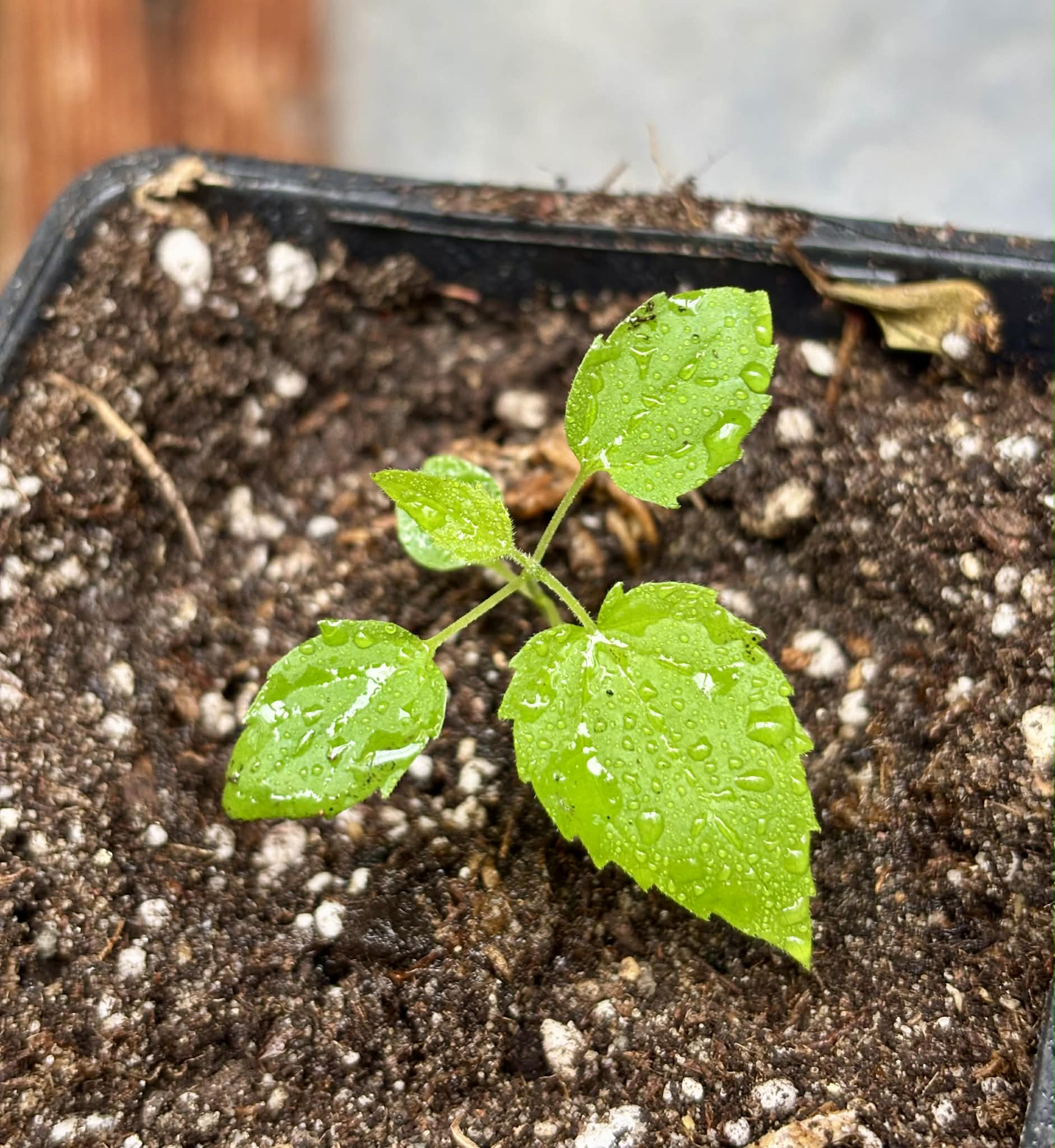 Guaí (Prockia crucis) - 1 potted seedling / 1 getopfter Sämling