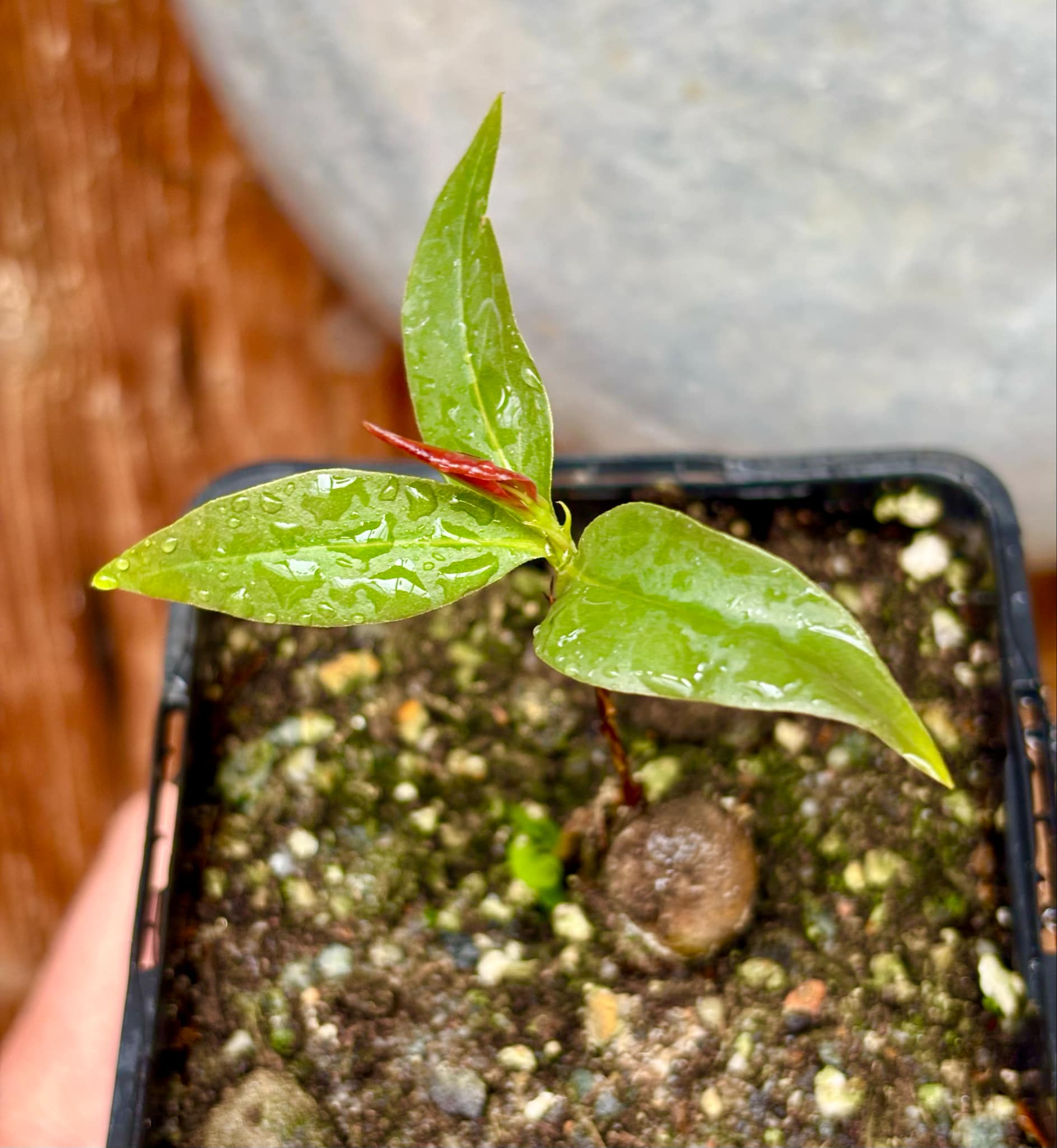 Cagaita var. "Brinco de Princesa" (Eugenia dysenterica) - 1 potted plant / 1 getopfte Pflanze