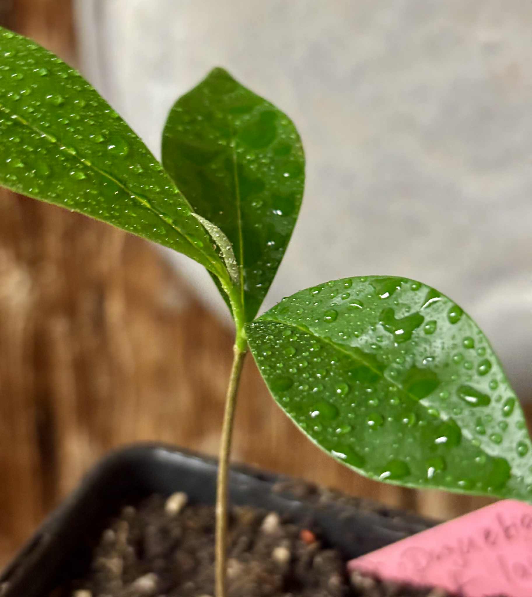 Duguetia aff. lanceolata - Pindauva Roxa -   1 potted plant / 1 getopfte Pflanze