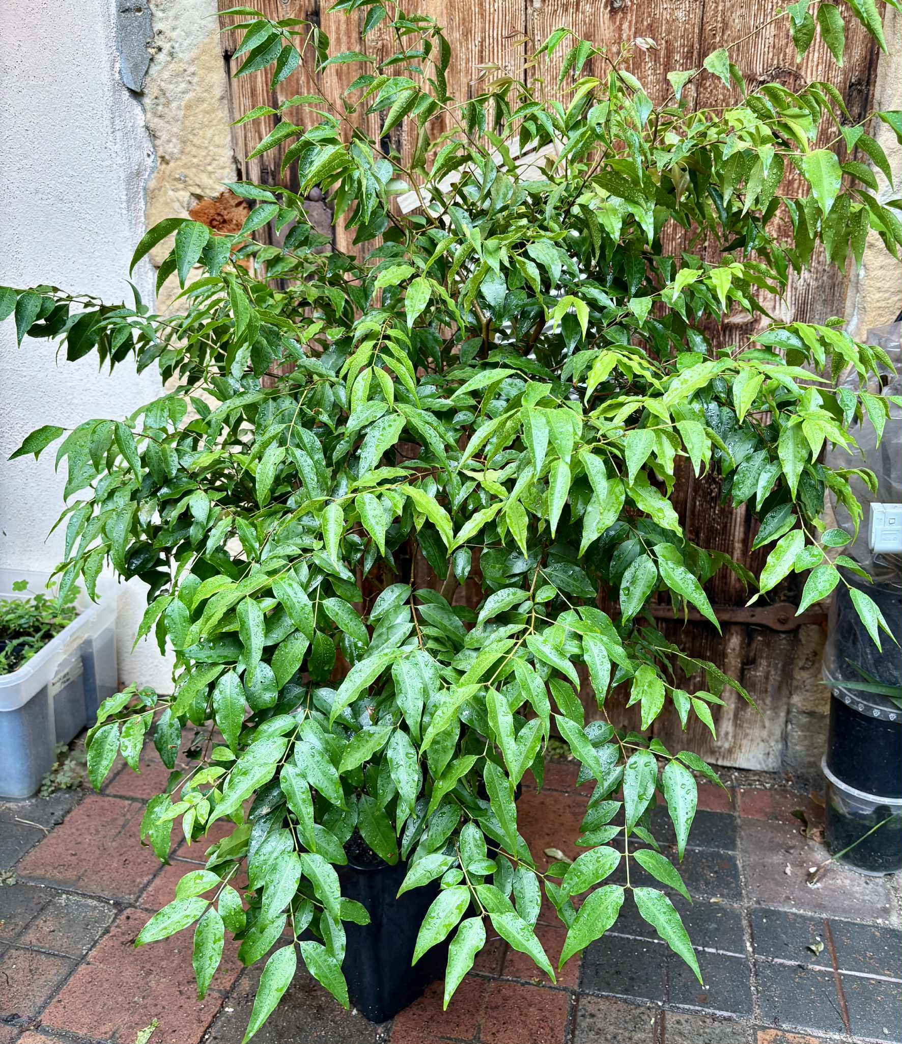 7+ years old - Jaboticaba Navel Costada (Plinia sp Navel Costada)  - 1 potted plant / 1 getopfte Pflanze