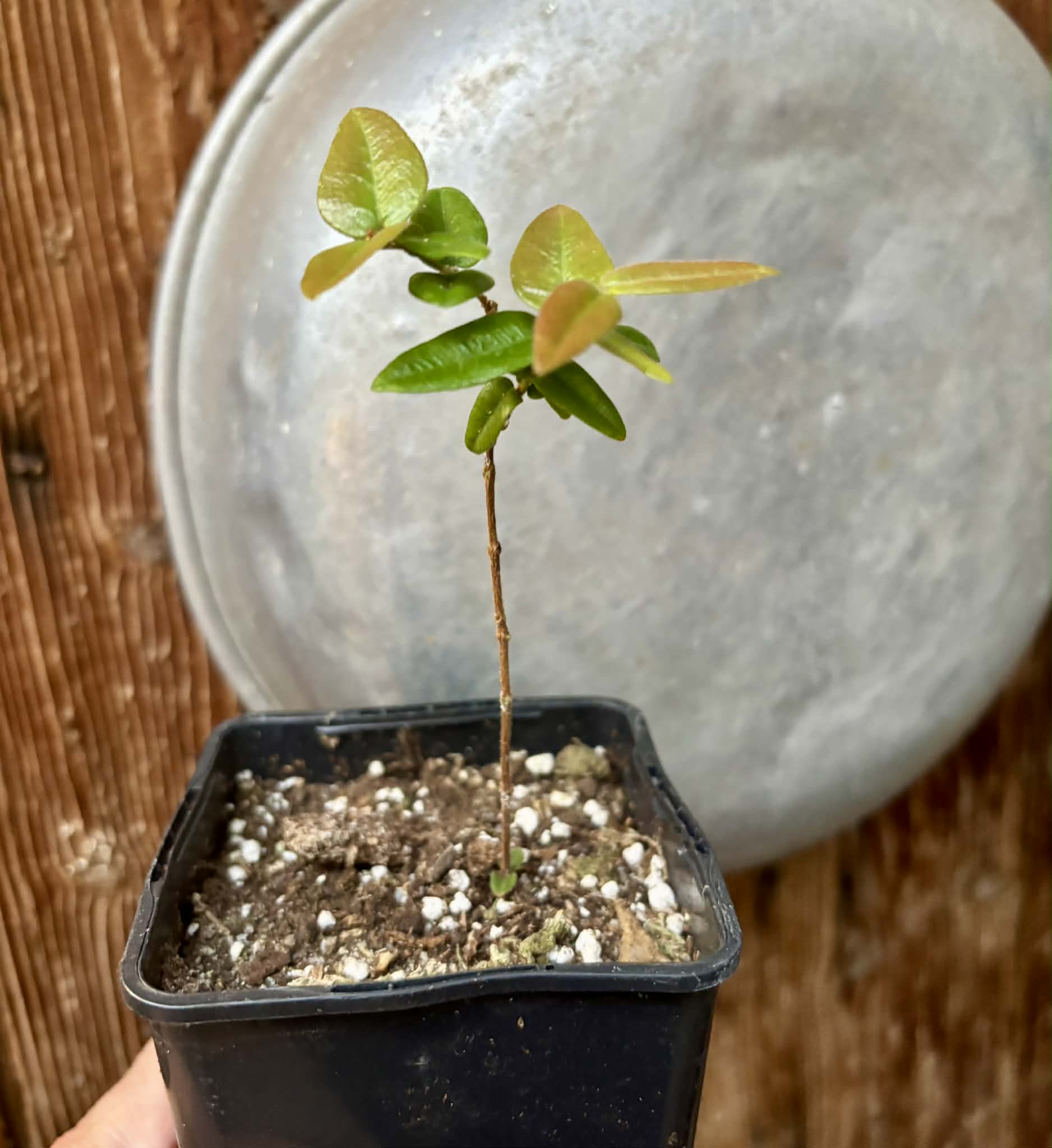 Myrciaria caerulescens (Roxa - Blue Guaquiea) - 1 potted seedling / 1 getopfter Sämling