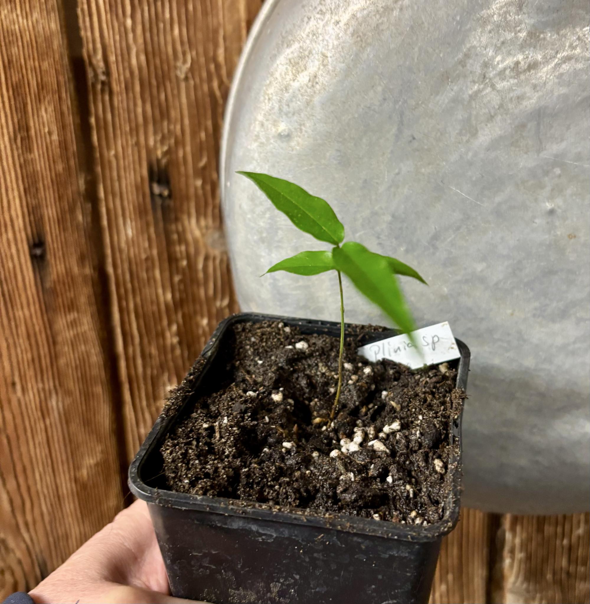 Plinia sp. Cachoeiro de Itapemirim - 1 potted seedling / 1 getopfter Sämling