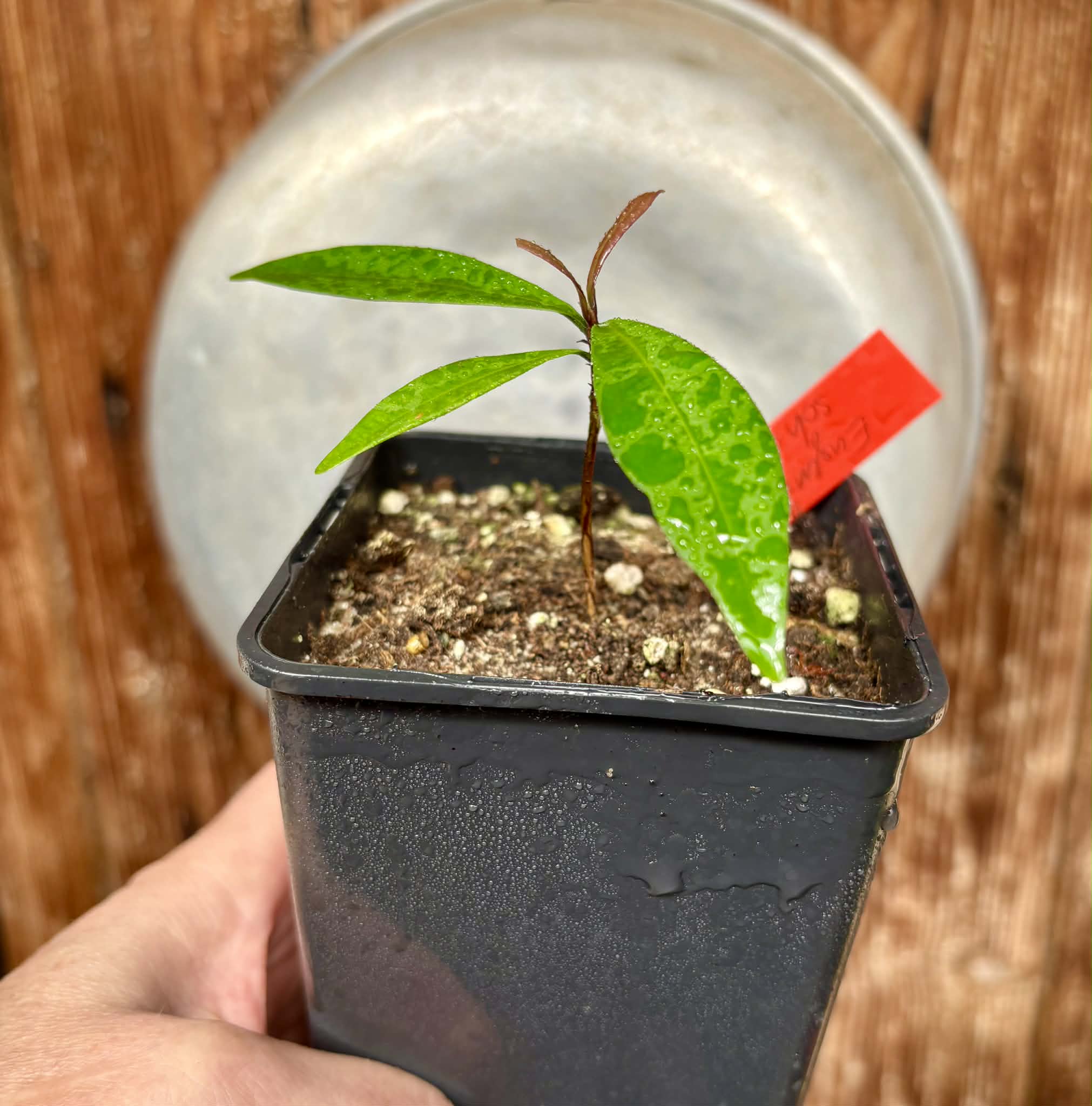 Eugenia schottiana -  1 potted seedling / 1 getopfter Sämling