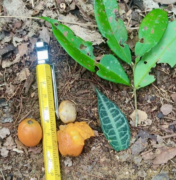 Eugenia sp Labisia -  1 germinated seed / 1 gekeimter Samen