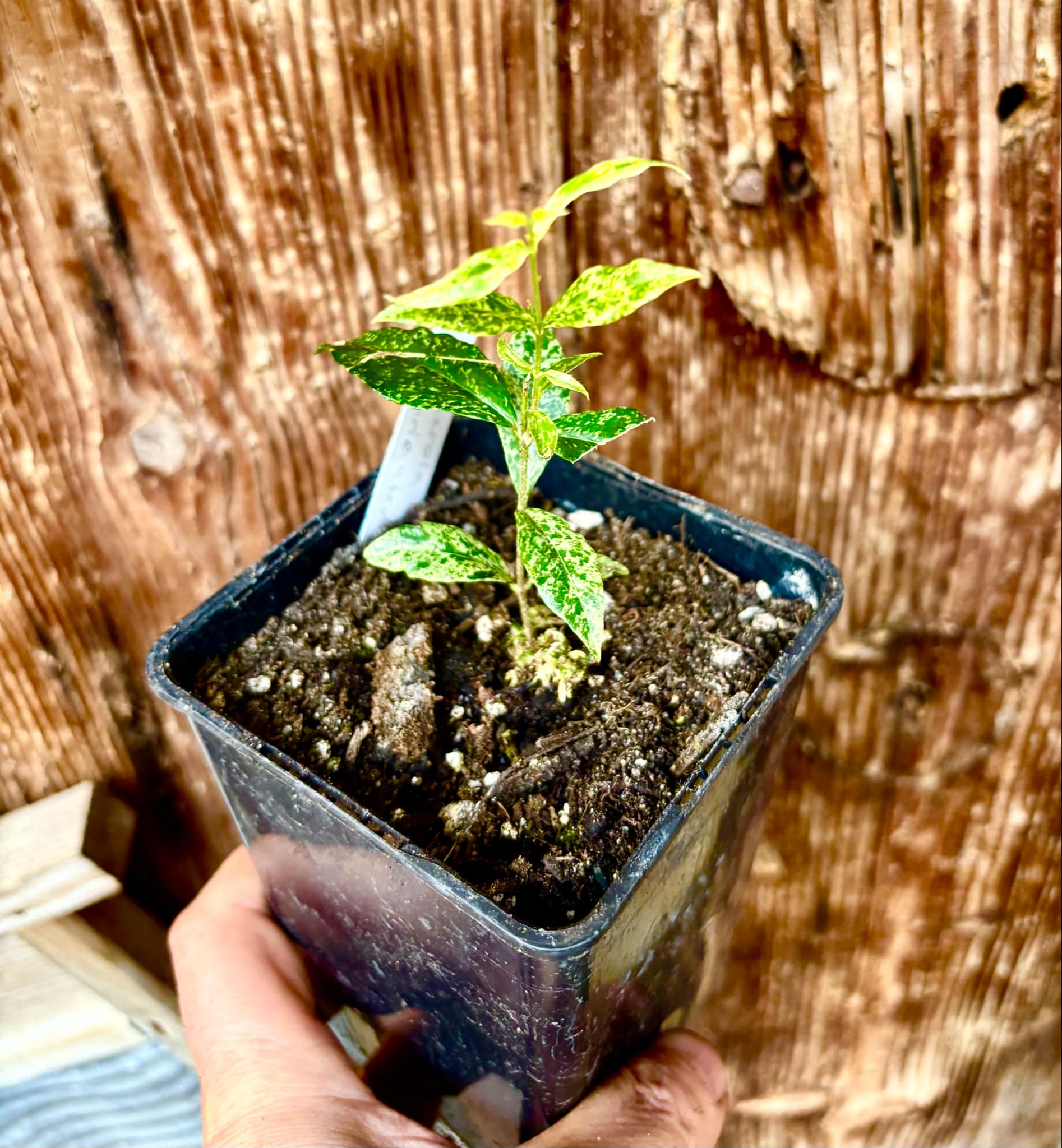 variegated Acerola (Malpighia glabra) rooted cutting - 1 potted rooted cutting / 1 getopfter, bewurzelter Steckling