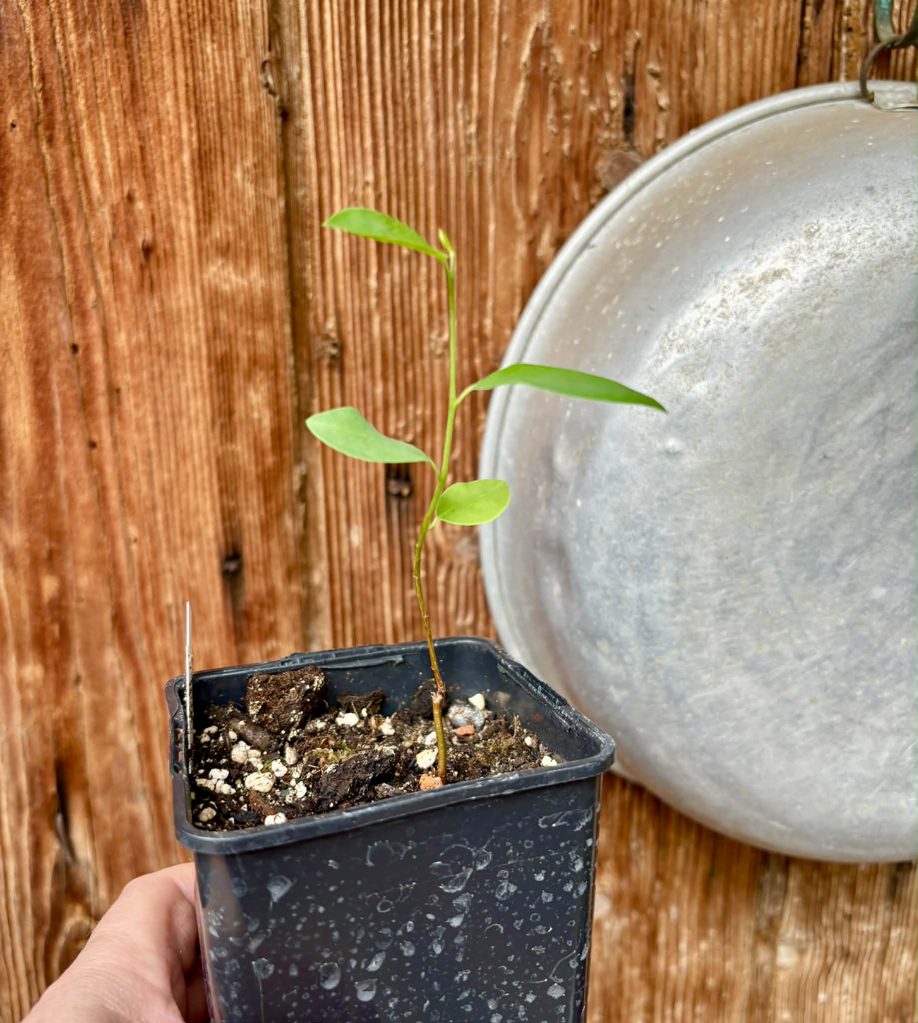 Araticum Pinha (Annona vepretorum)  - 1 potted seedling / 1 getopfter Sämling
