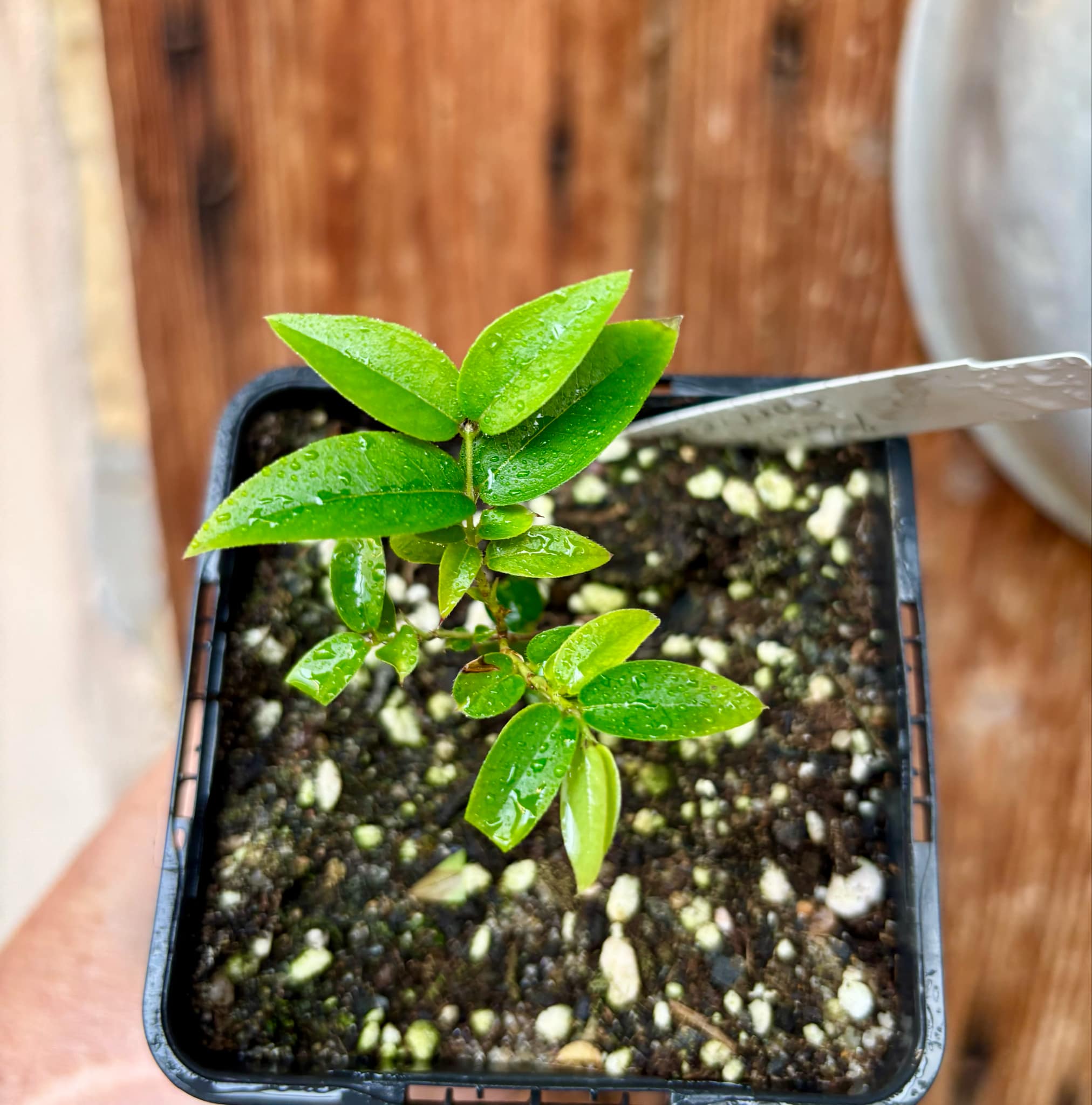 Plinia sp. Corrientes Argentina -  1 potted plant / 1 getopfte Pflanze