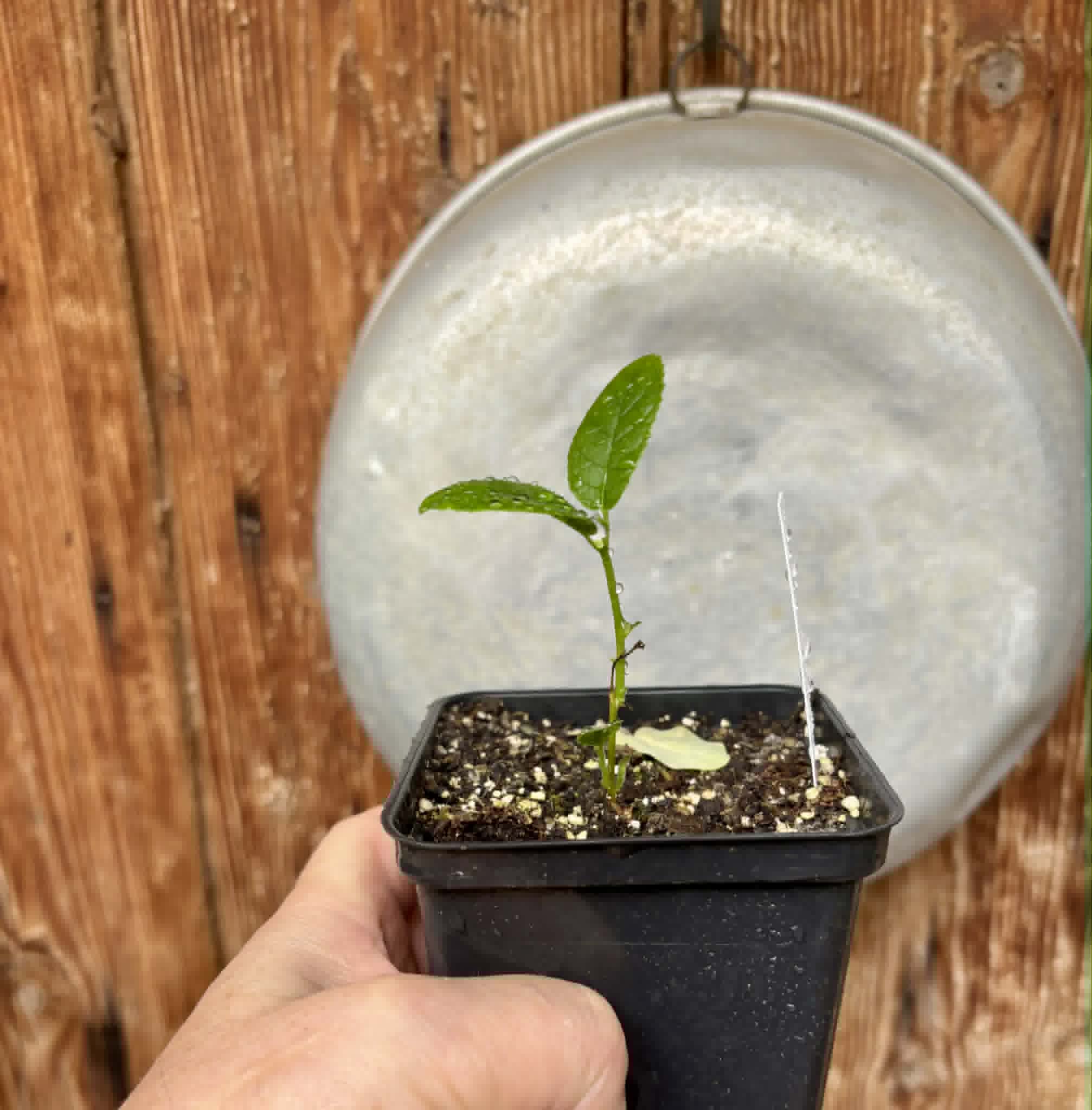 Artocarpus lacucha - Lakoocha  -  1 potted seedling / 1 getopfter Sämling