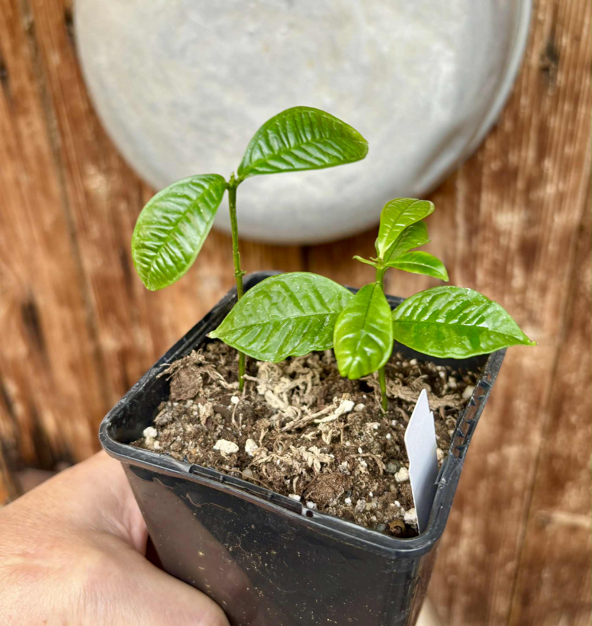 2 in 1 pot - Gowok (Syzygium polycephalum) - 1 small potted seedling / 1 kleiner, getopfter Sämling