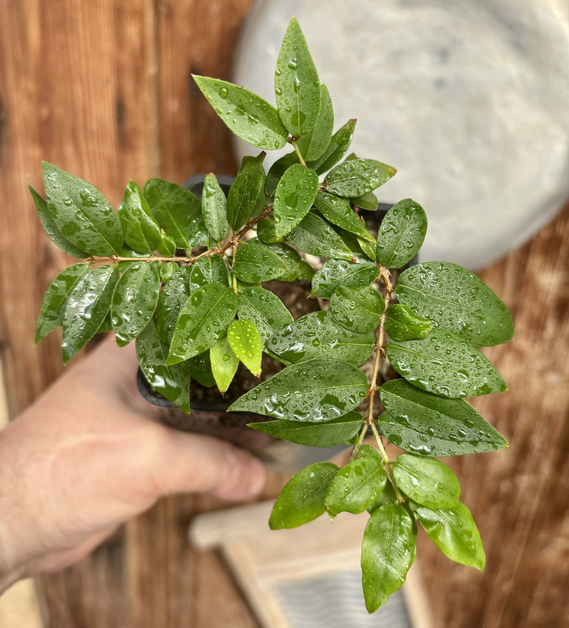 Plinia sp Cruz da Diamantina - 1 potted seedling / 1 getopfter Sämling