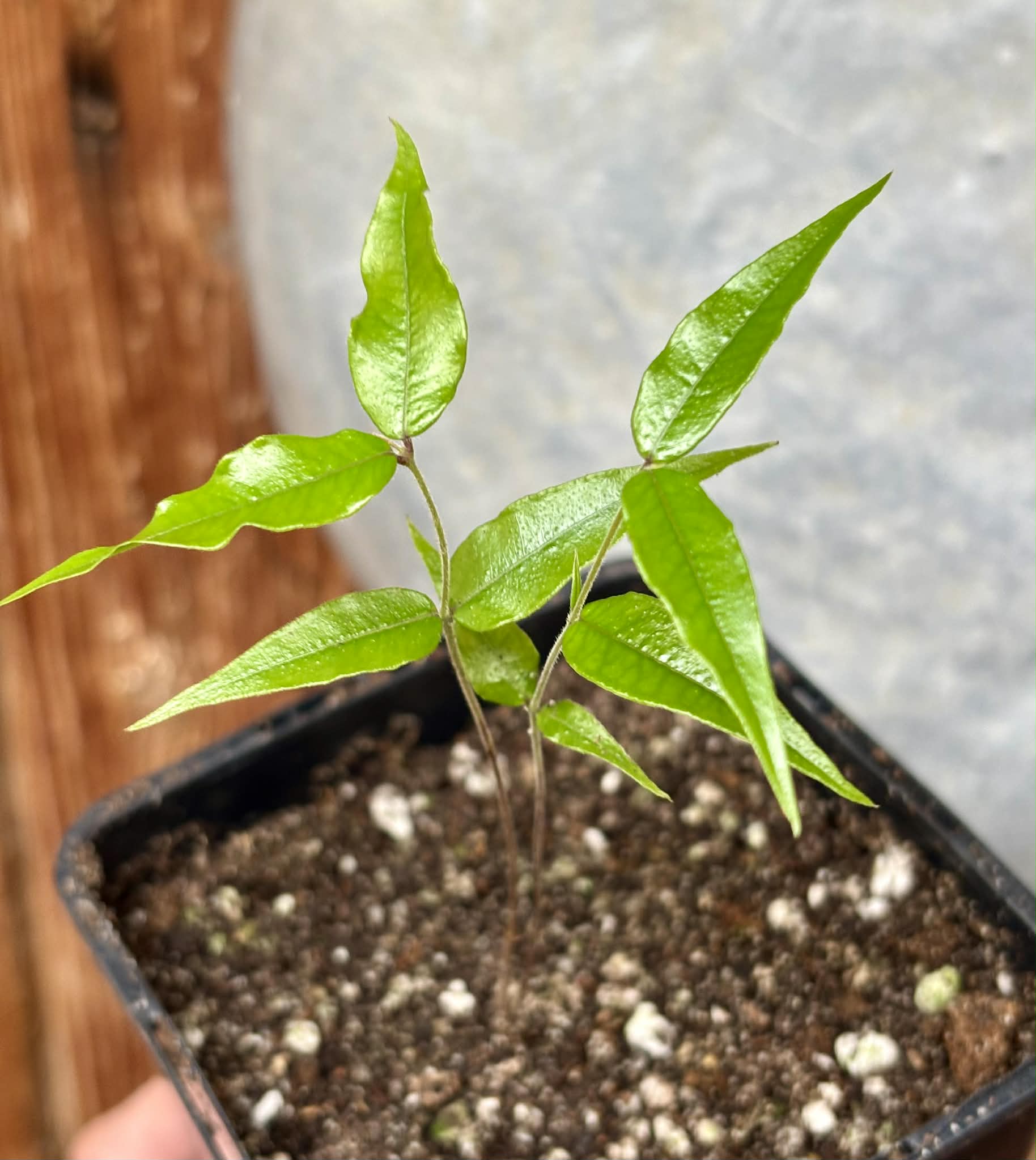 Myrciaria sp Jaboticaba - 1 potted seedling / 1 getopfter Sämling
