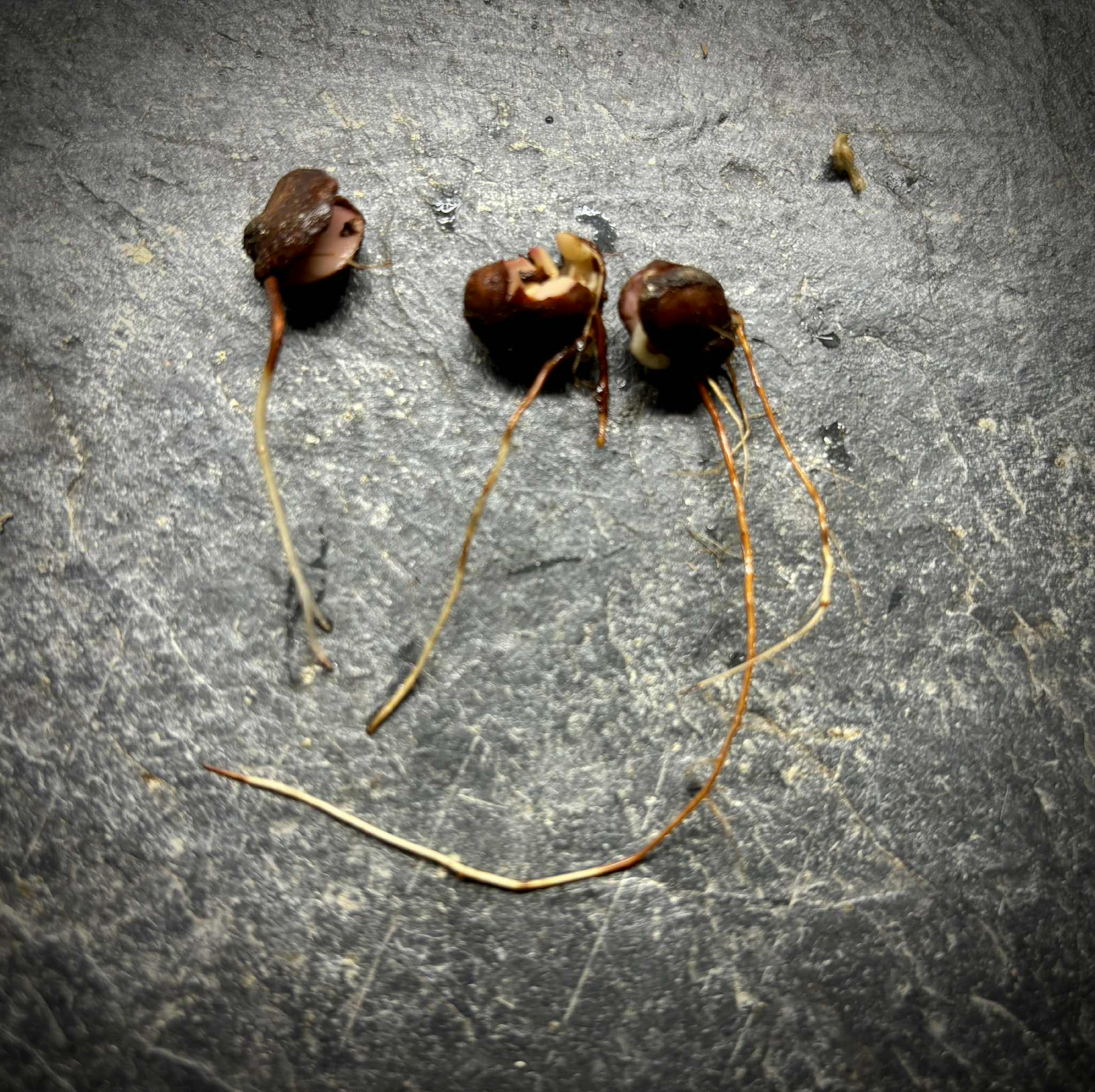 Plinia povedae - 1 germinated seed / 1 gekeimter Samen