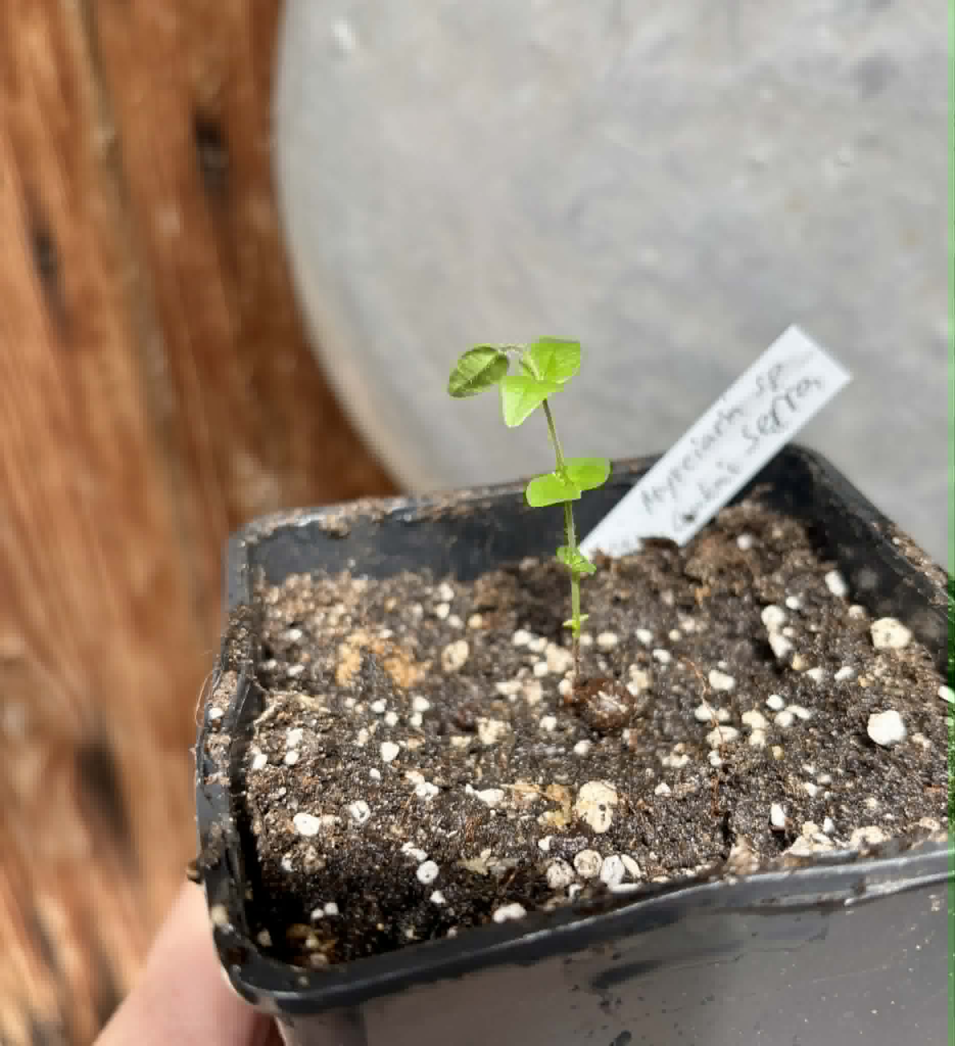 only 1 available - Myrciaria sp Serra de Jiboia -  1 potted seedling / 1 getopfter Sämling
