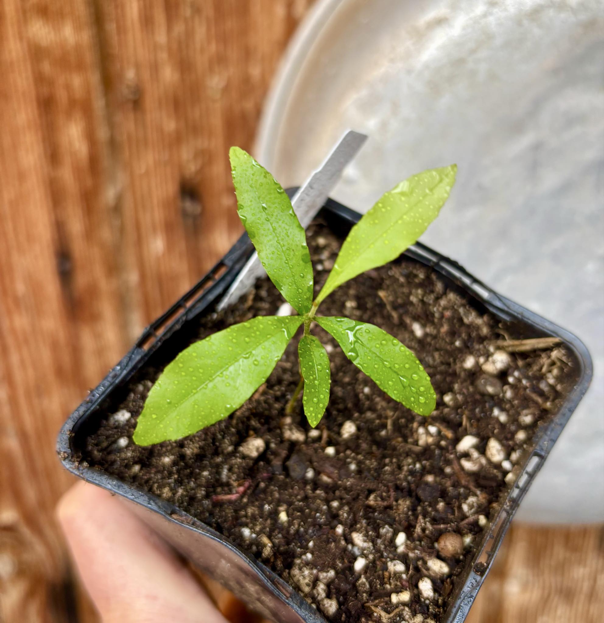 Pseudolmedia sp. Rondonia - 1 potted seedling / 1 getopfter Sämling