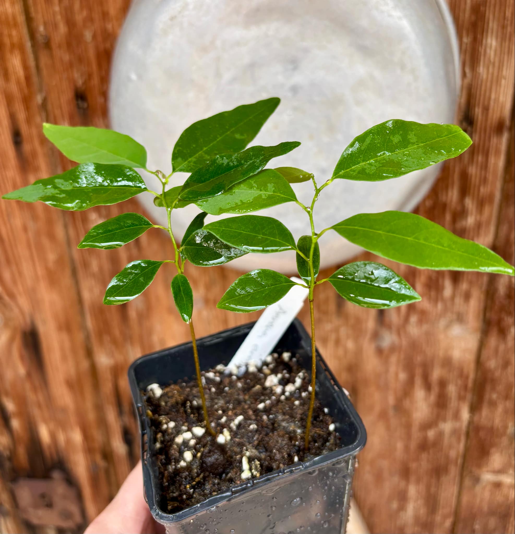 Annona emarginata - 2 potted plants in one pot / 2 getopfte Pflanze in einem Topf
