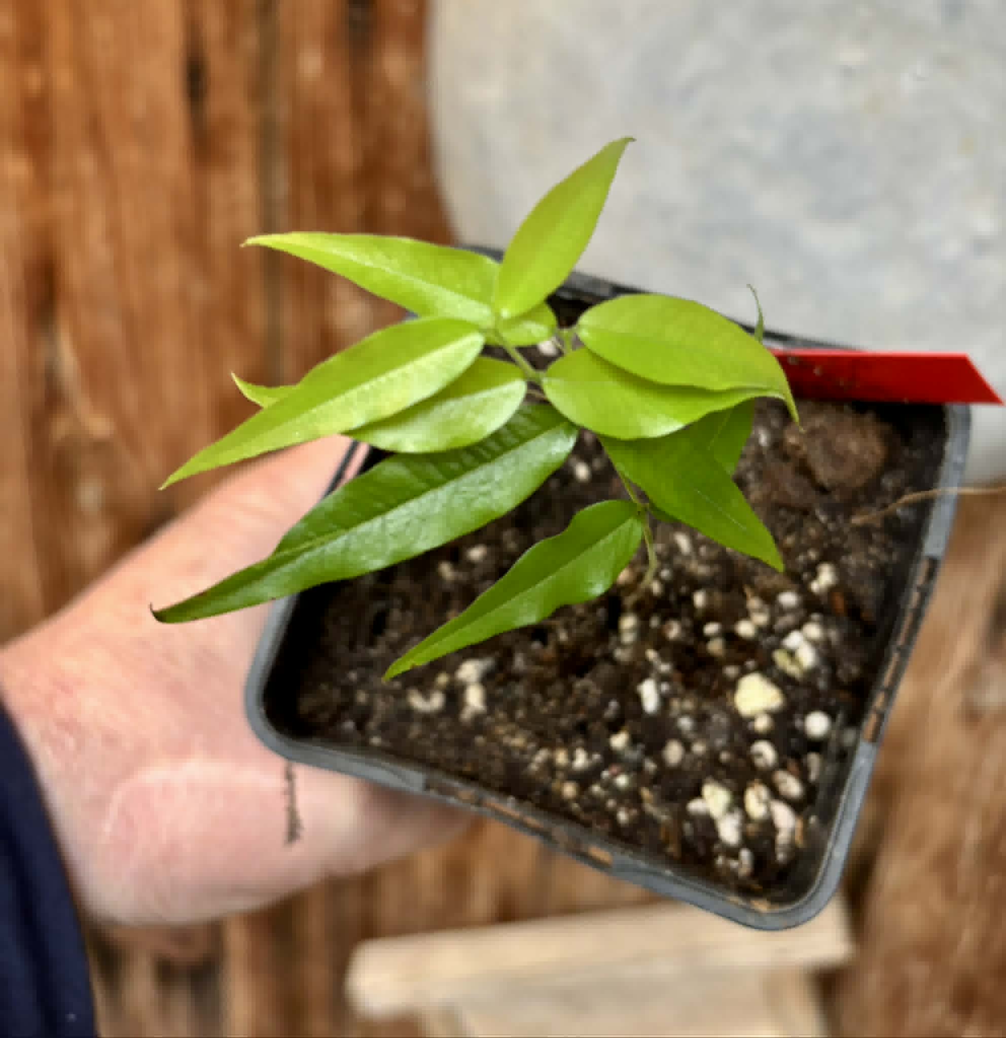 Plinia sp. Listrada - 1 potted seedling / 1 getopfter Sämling