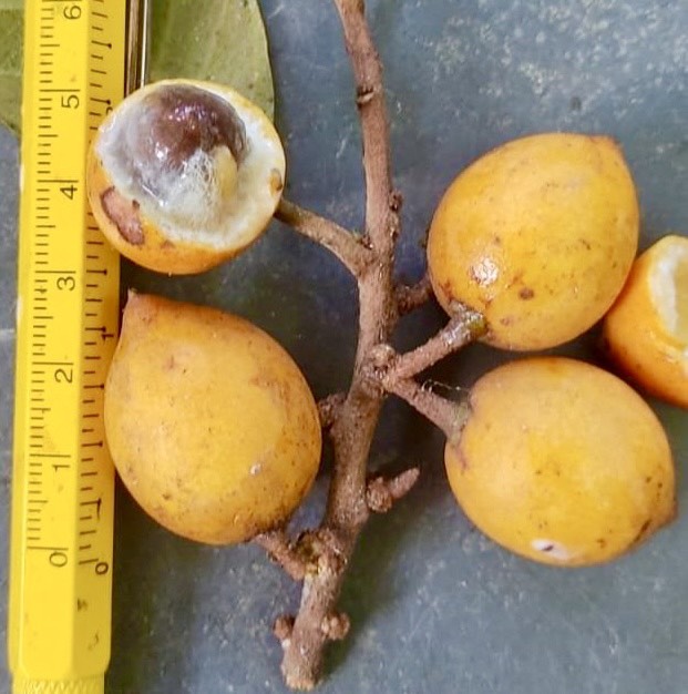 Pouteria bangii - 1 potted plant / 1 getopfte Pflanze