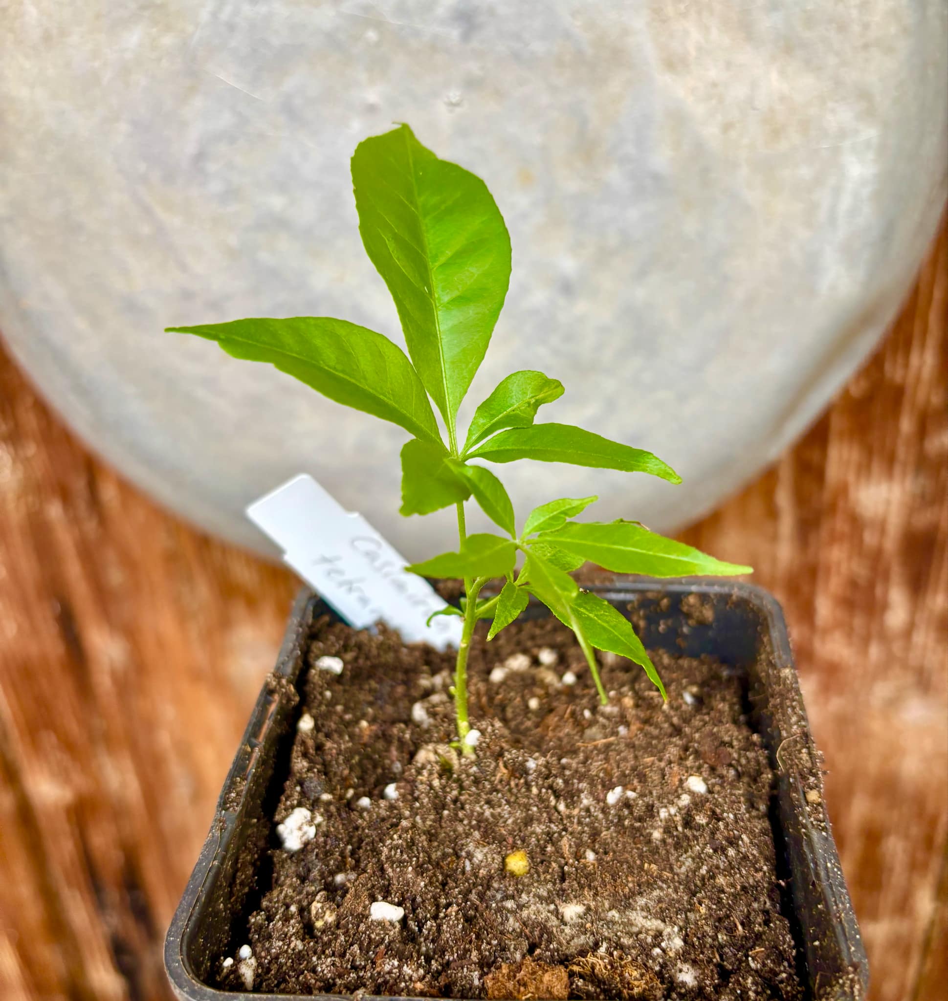 Casimiroa tetrameria - Wooly Leaved Sapote -  1 seedling / 1 Sämling