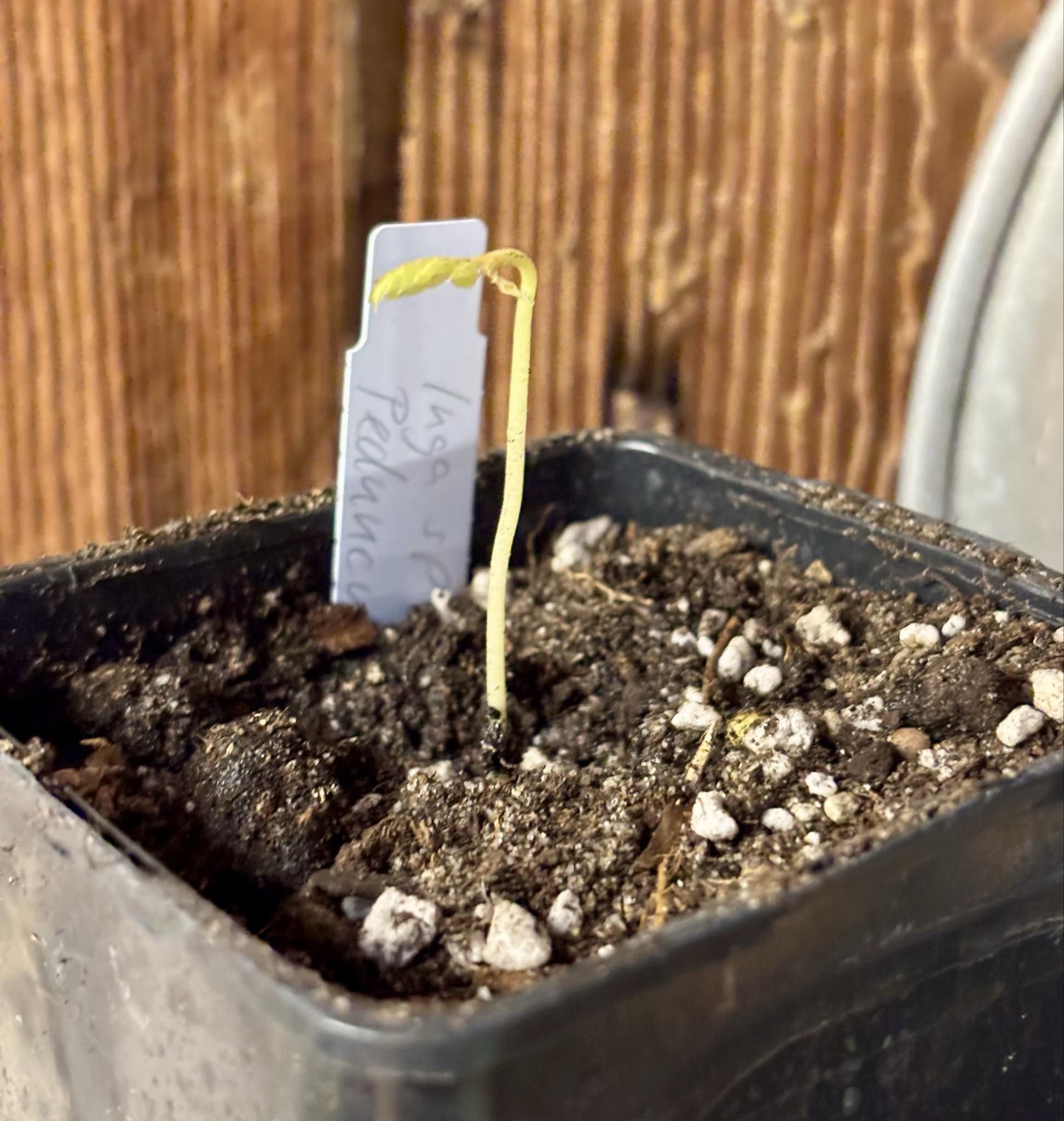 Inga aff. Pedunculata  - 1 potted seedling / 1 getopfter Sämling