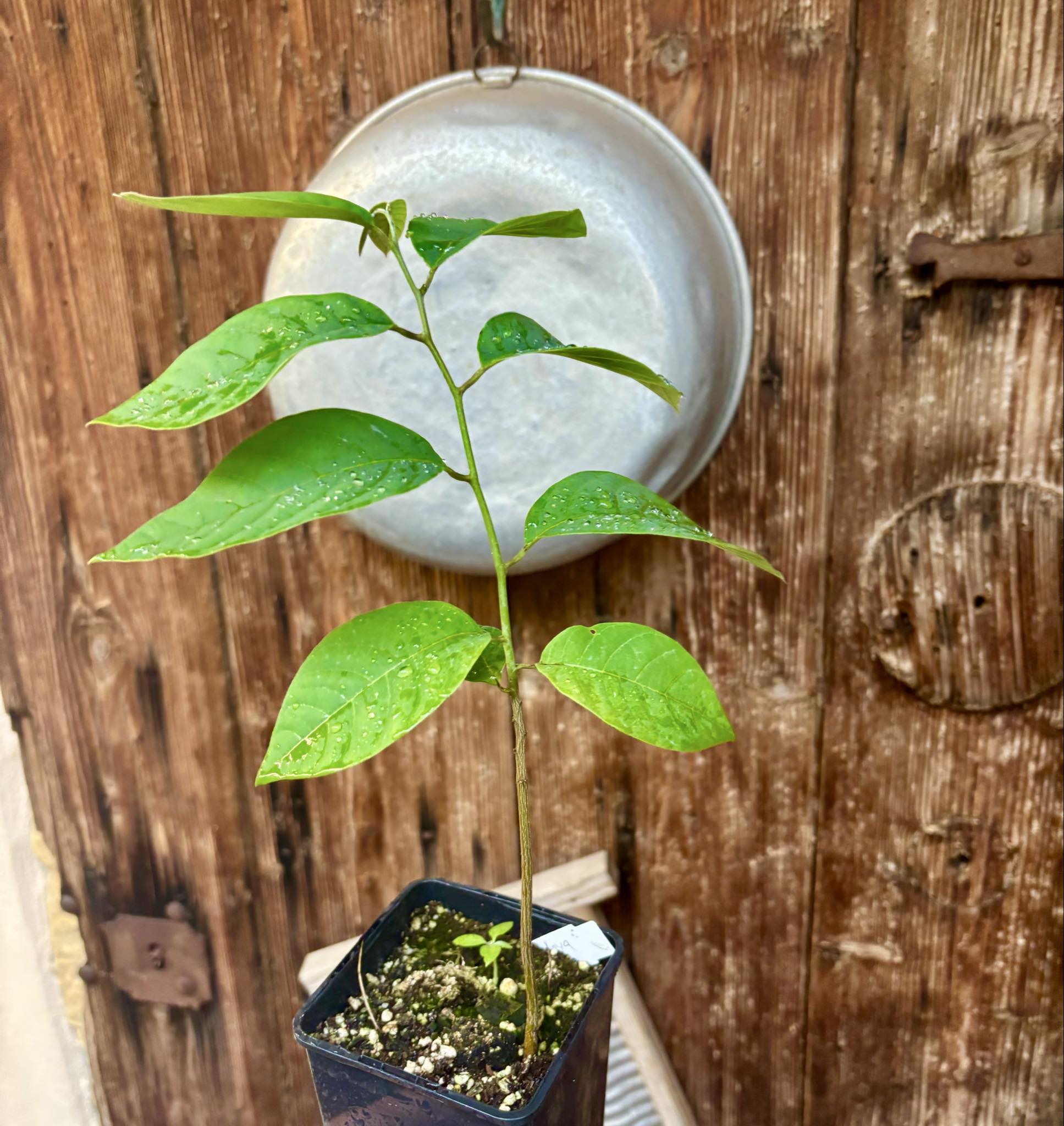 Cherimoya var. Fino de Jete (Annona cherimola) - 1 potted plant / 1 getopfte Pflanze