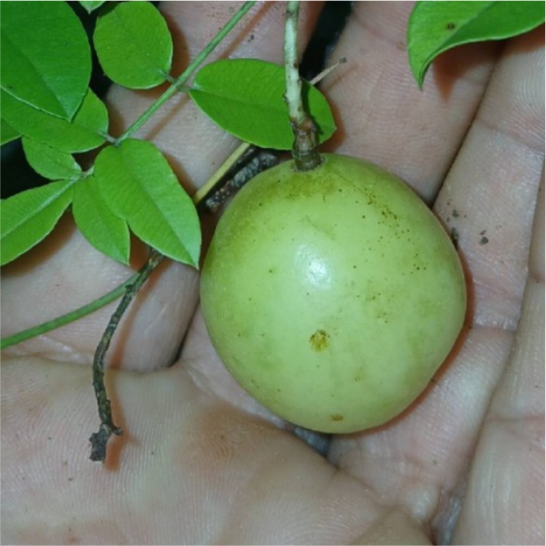 Pre Order - Umbu (Spondias tuberosa) -  1 fresh seed / 1 frischer Samen