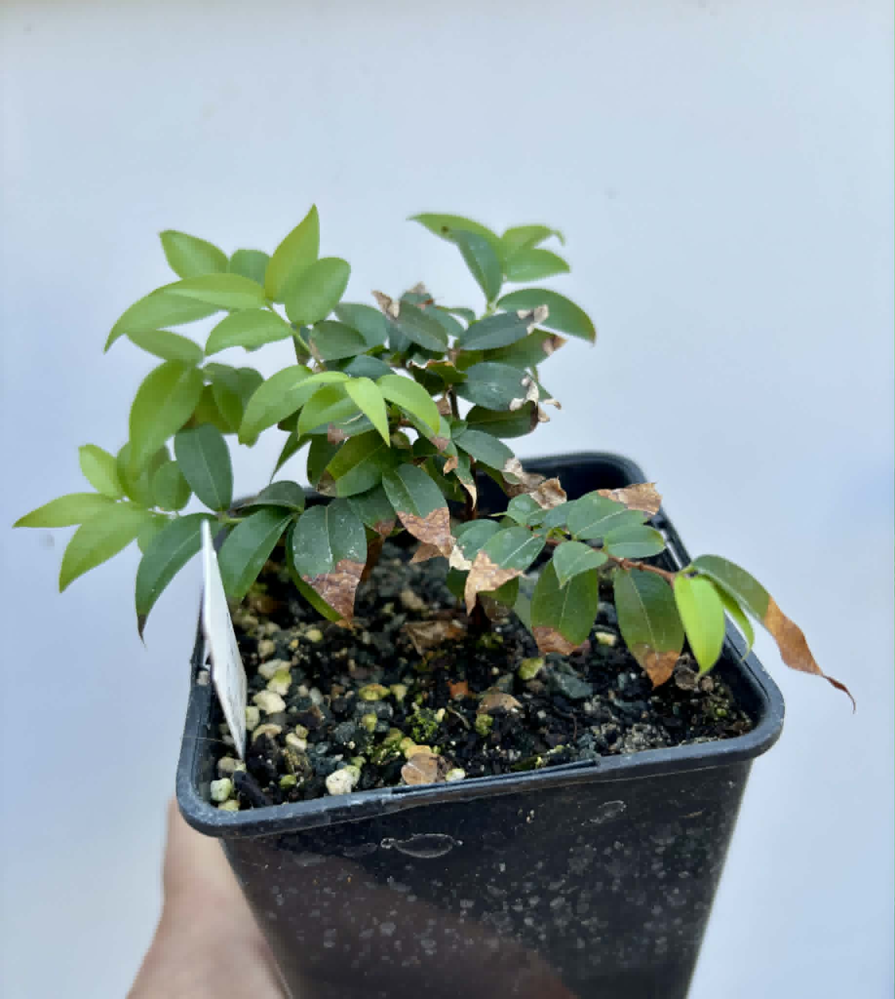 Jaboticaba - Plinia sp Canelinha Polpa rosea - 1 potted seedling / 1 getopfter Sämling
