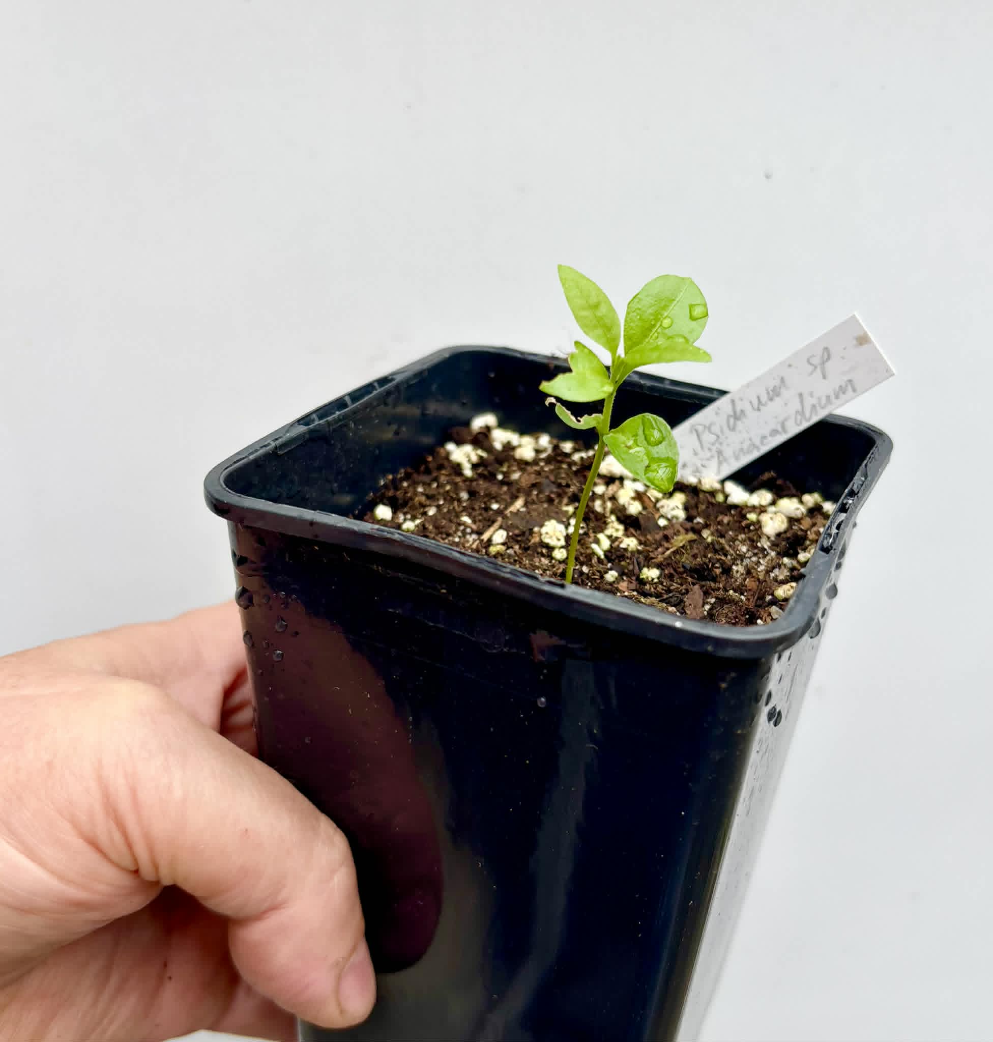 Psidium sp Anacardium -  1 potted seedling / 1 getopfter Sämling