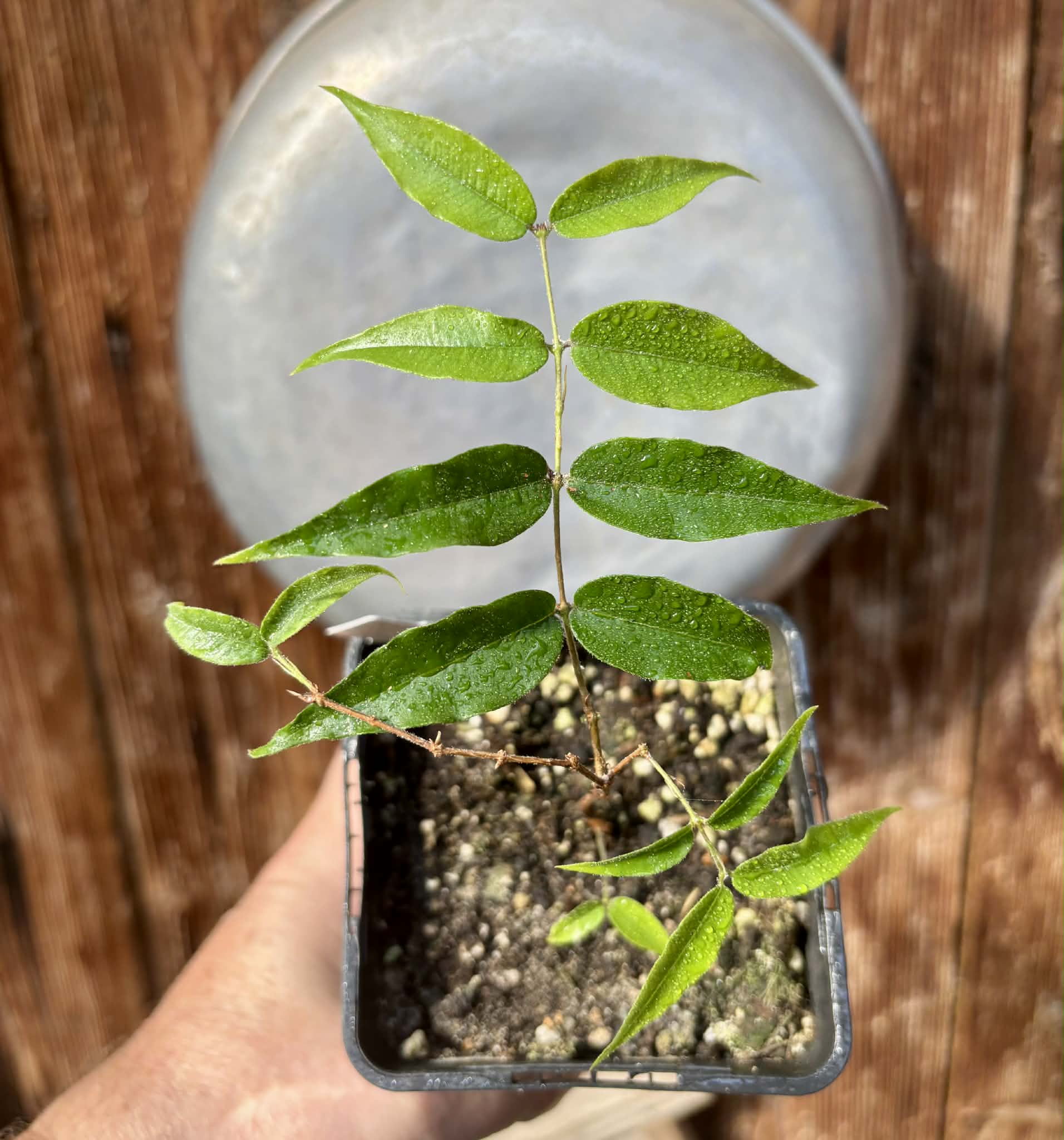 Plinia sp Cabo longo Sao Joao -  1 fresh potted seedling / 1 frisch getopfter Sämling
