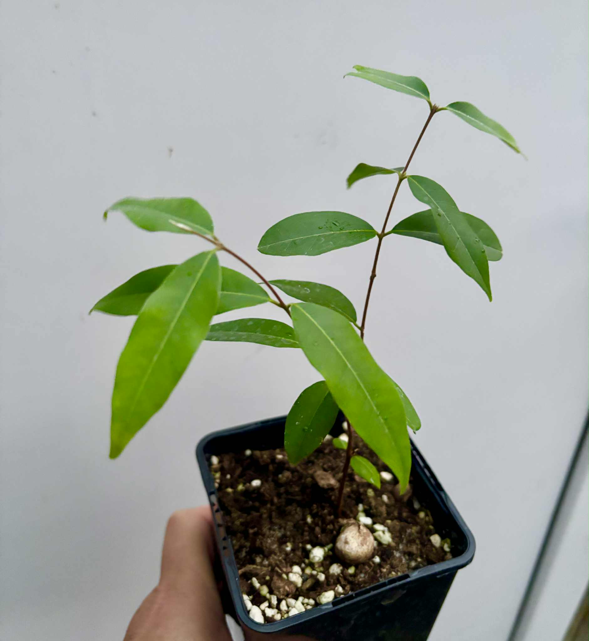 Uvaia do Visconde (Eugenia beaurepairiana) - potted seedling / 1 getopfter Sämling