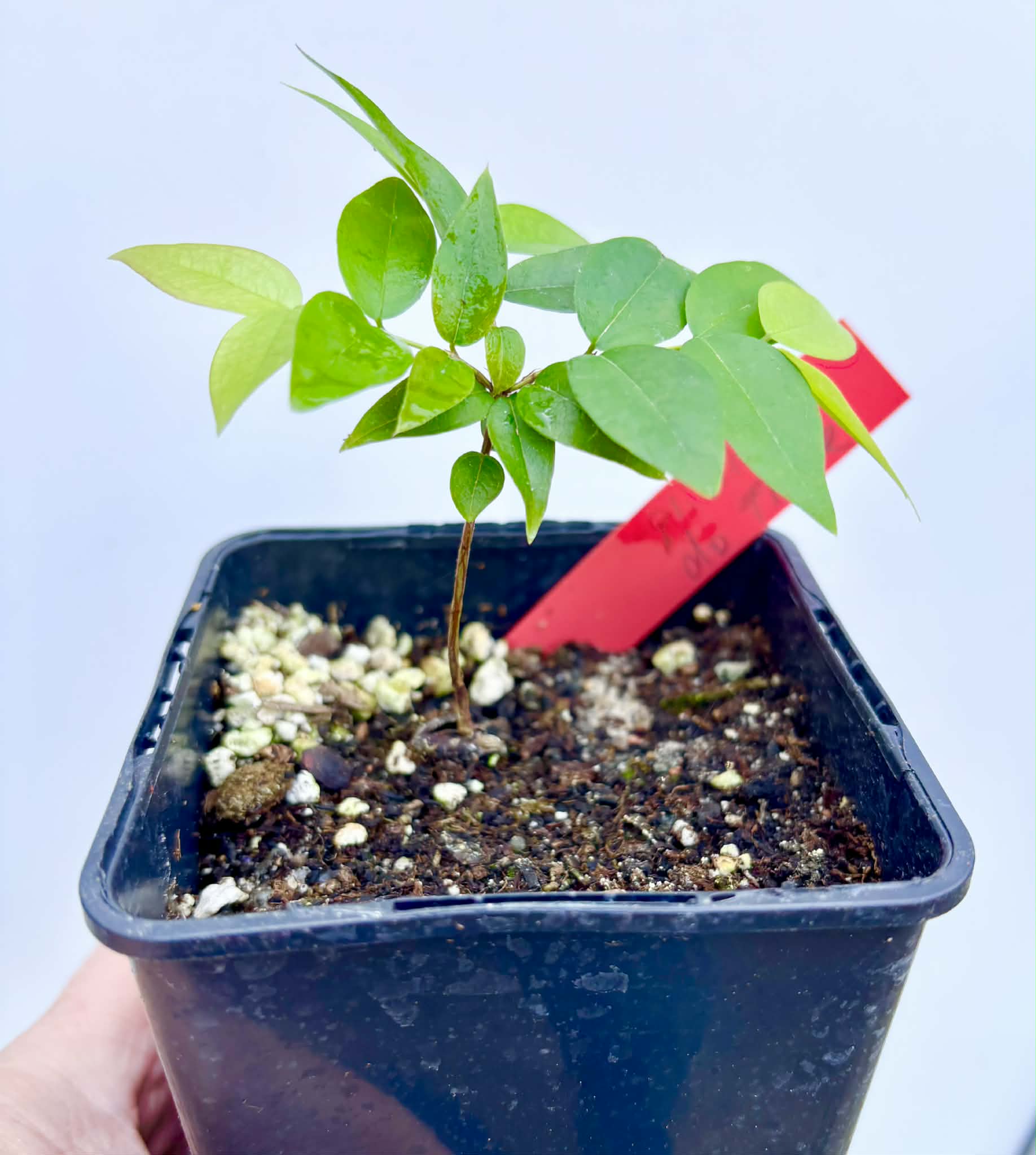 Plinia sp. do Frade - 1 potted seedling / 1 getopfter Sämling
