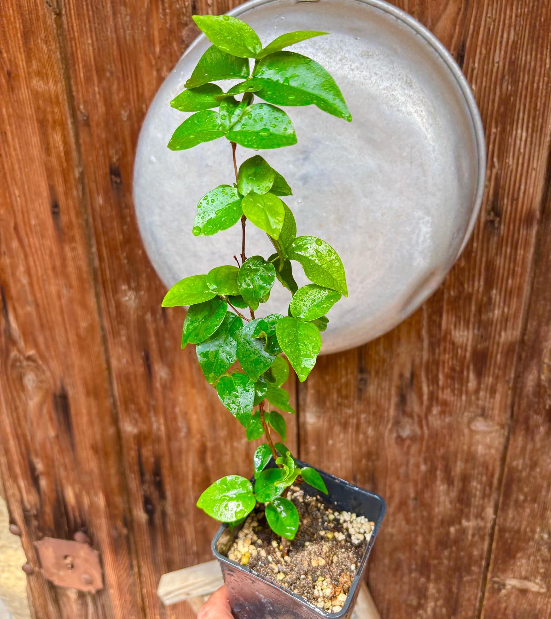 Eugenia uniflora var. black - cultivated variety / 1 potted plant / 1 getopfte Pflanze Kopie