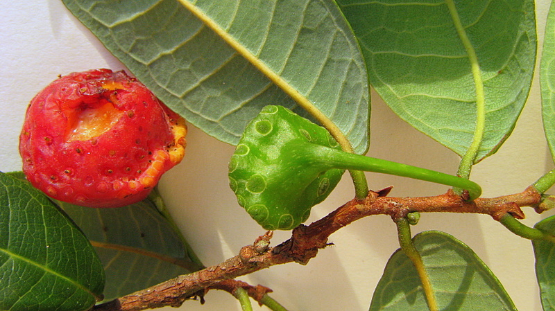 Snakewood (Brosimum guianense) -  1 potted seedling / 1 getopfter Sämling