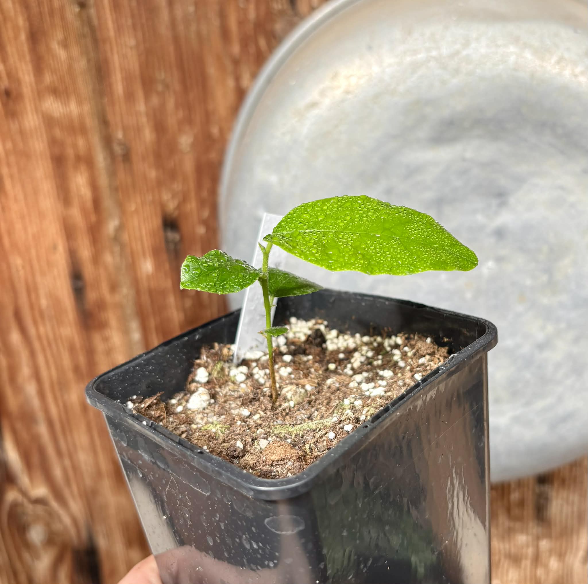 Artocarpus lacucha - Lakoocha  -  1 potted plant / 1 getopfte Pflanze