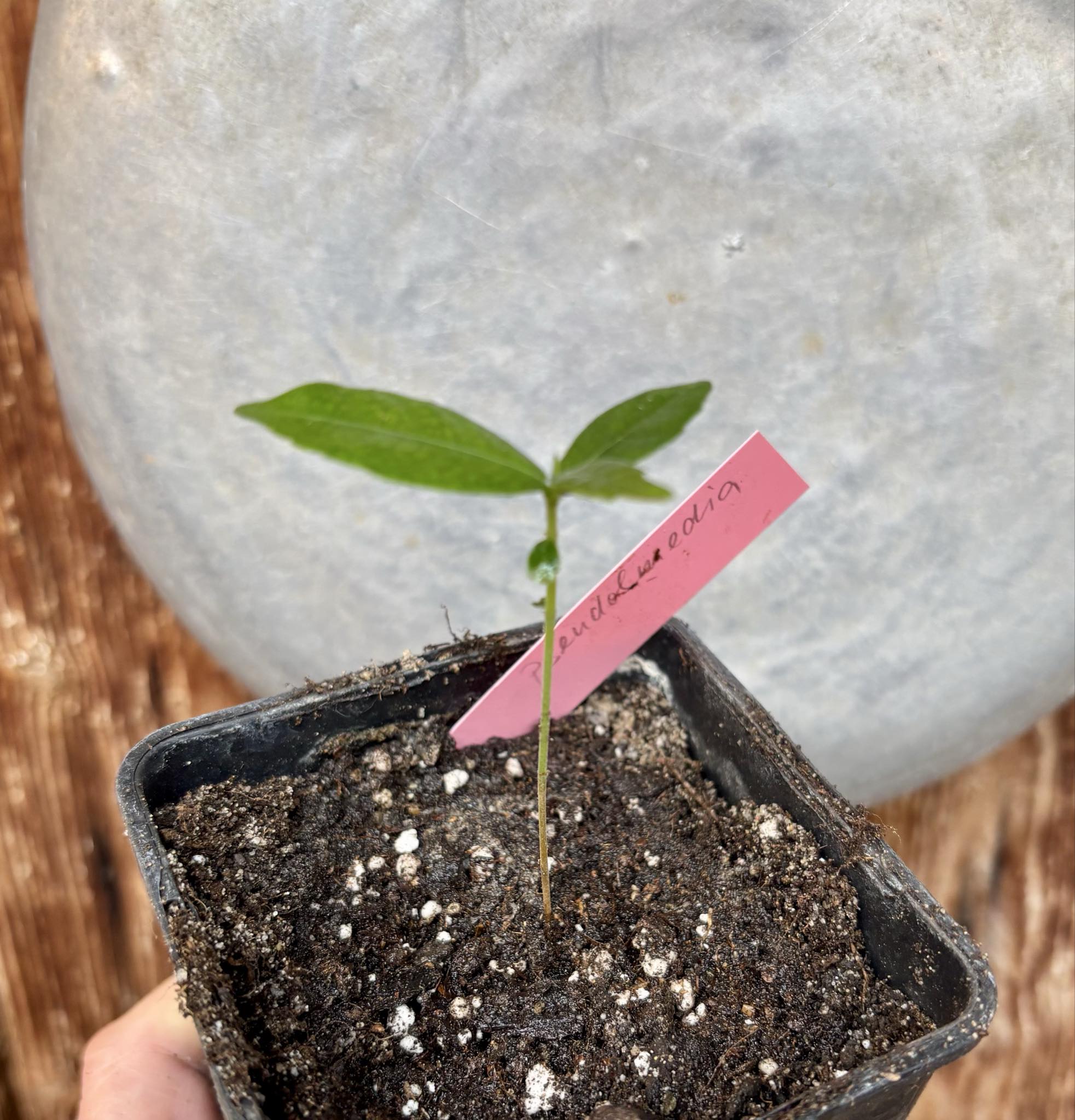 Pseudolmedia laevis - 1 potted seedling / 1 getopfter Sämling