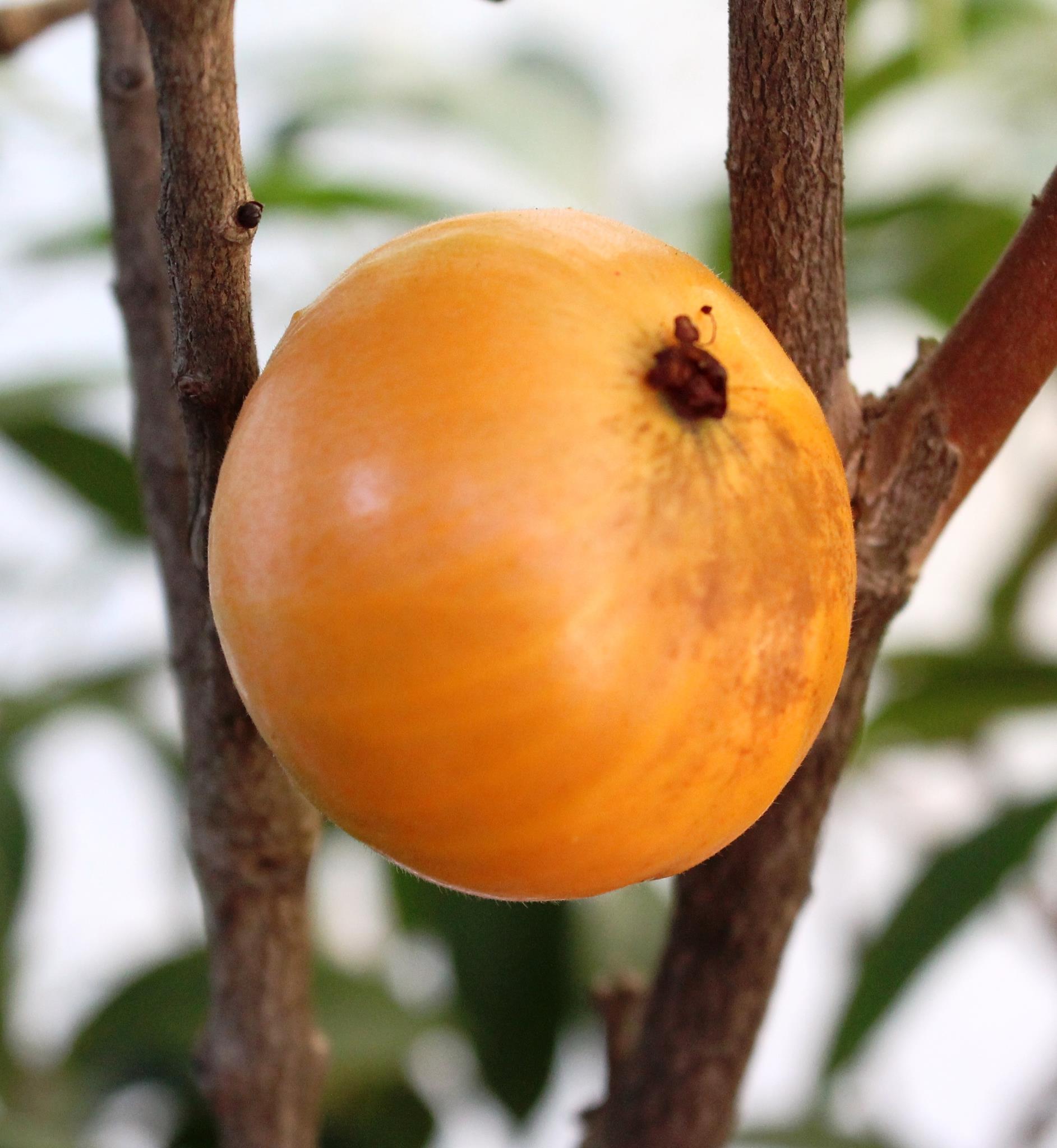 Pre Order - Cambuca (Plinia edulis) - 1 fresh seed / 1 frischer Samen