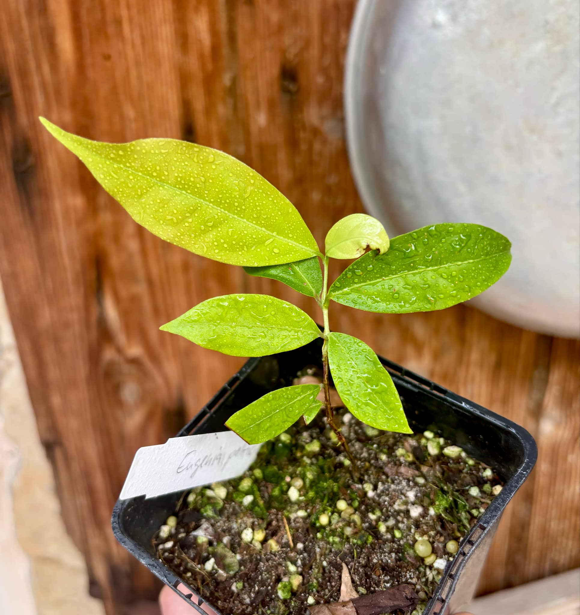 Ruby do Amazonas (Eugenia patrisii) 1 potted seedling / 1 getopfter Sämling