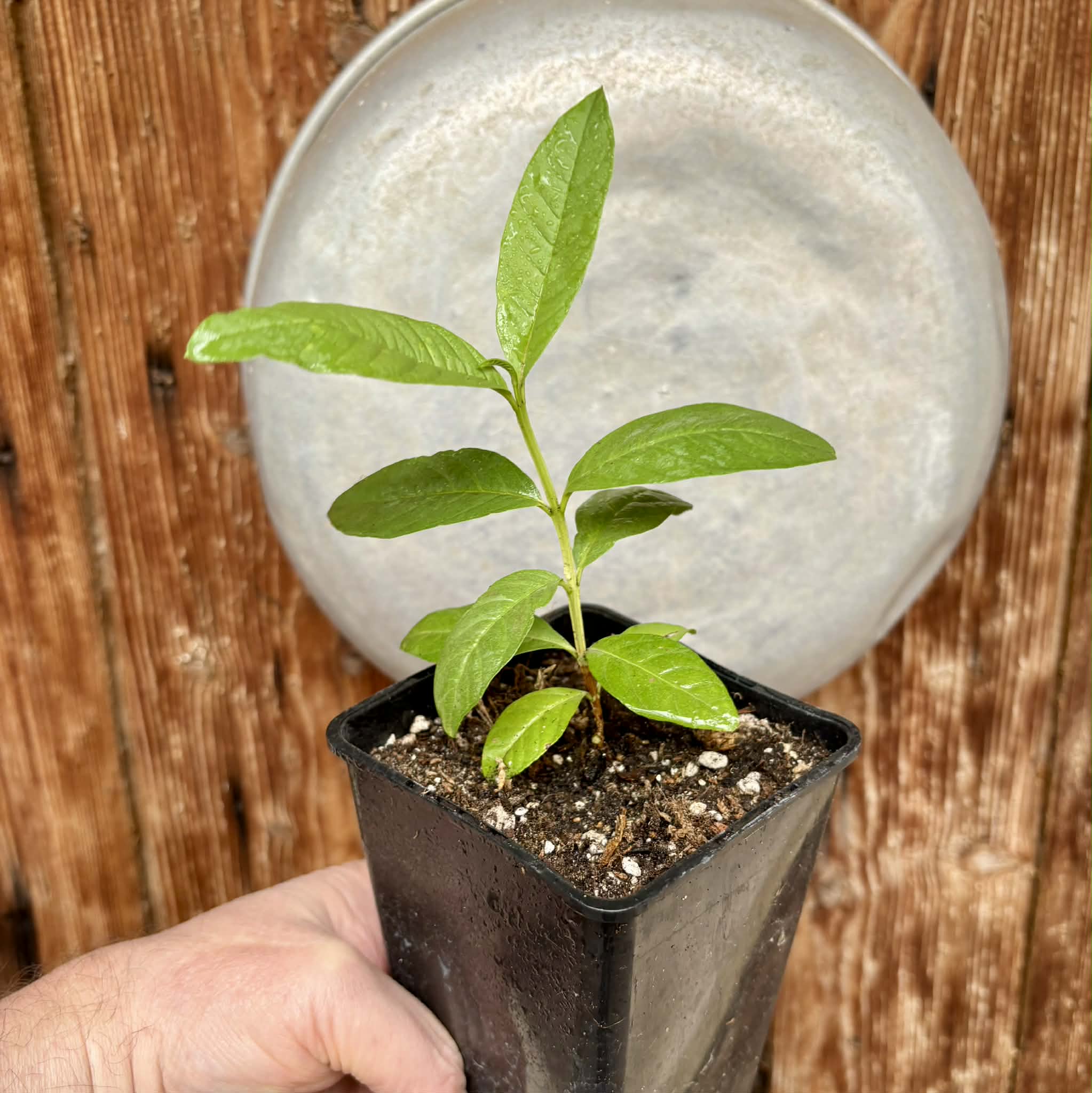 Psidium guajava - Pear  - 1 potted plant / 1 getopfte Pflanze
