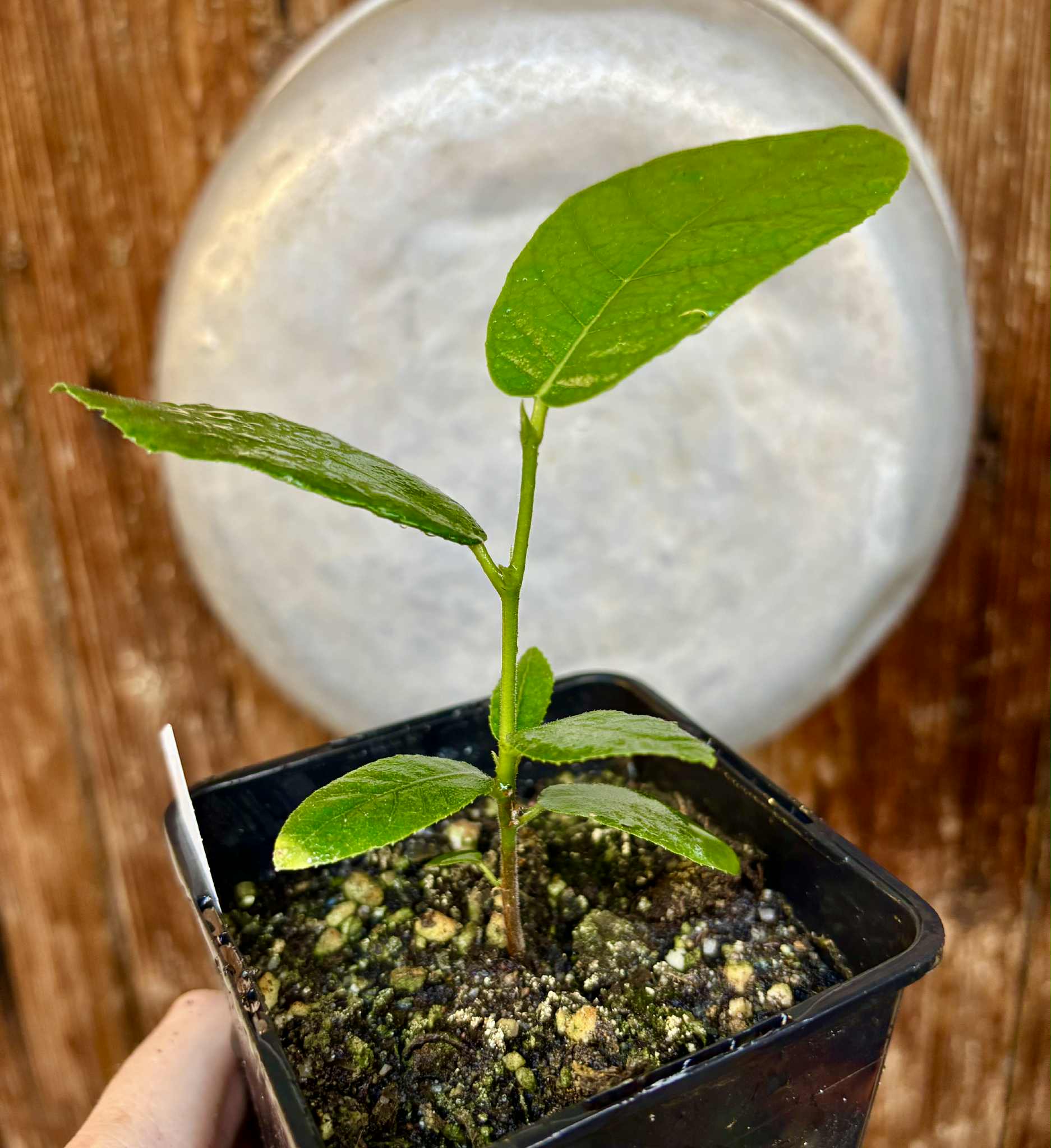 Artocarpus lacucha - Lakoocha  -  1 potted plant / 1 getopfte Pflanze
