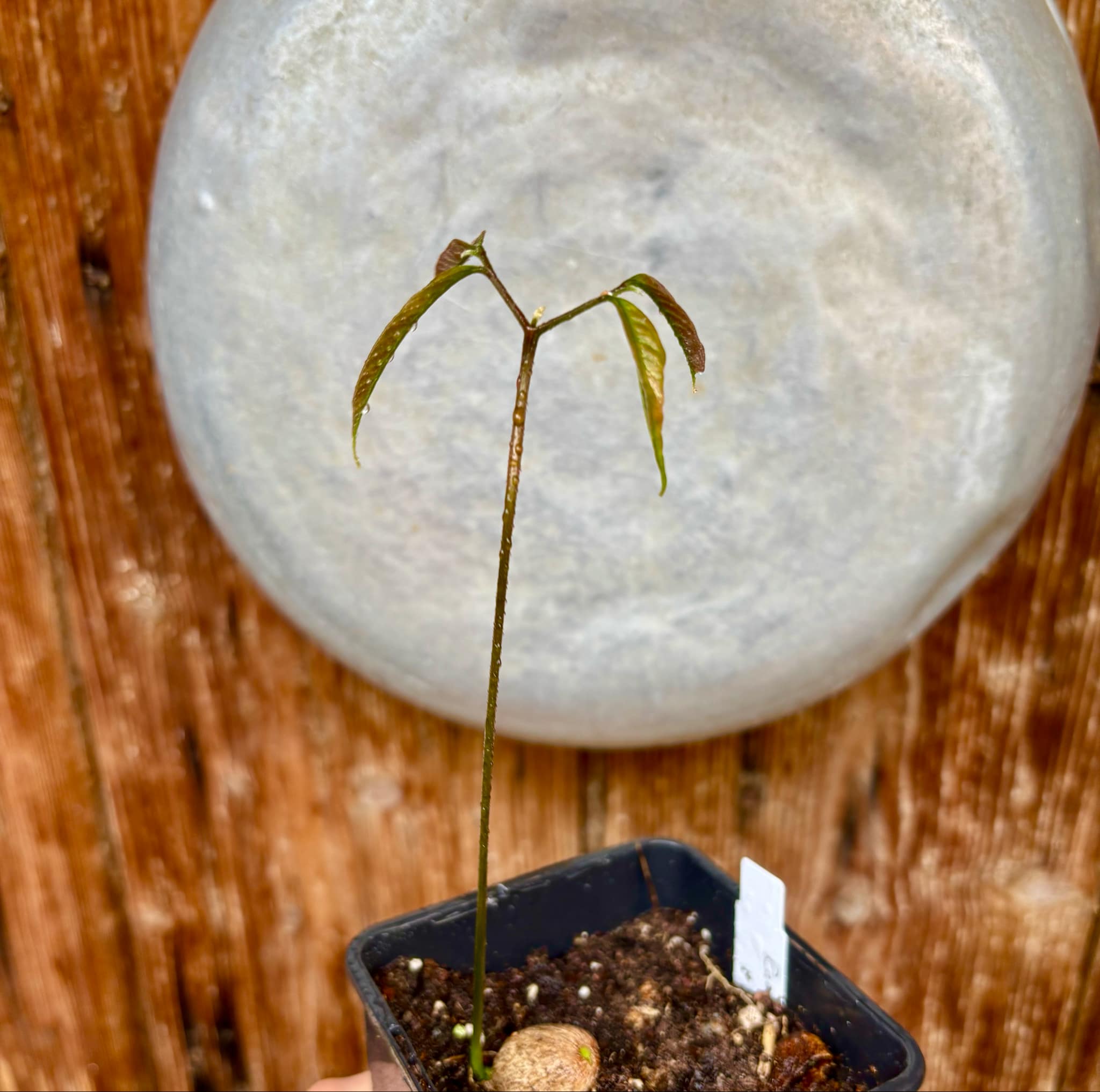 Nephelium lappaceum - Rambutan - 1 small potted seedling / 1 kleiner, getopfter Sämling