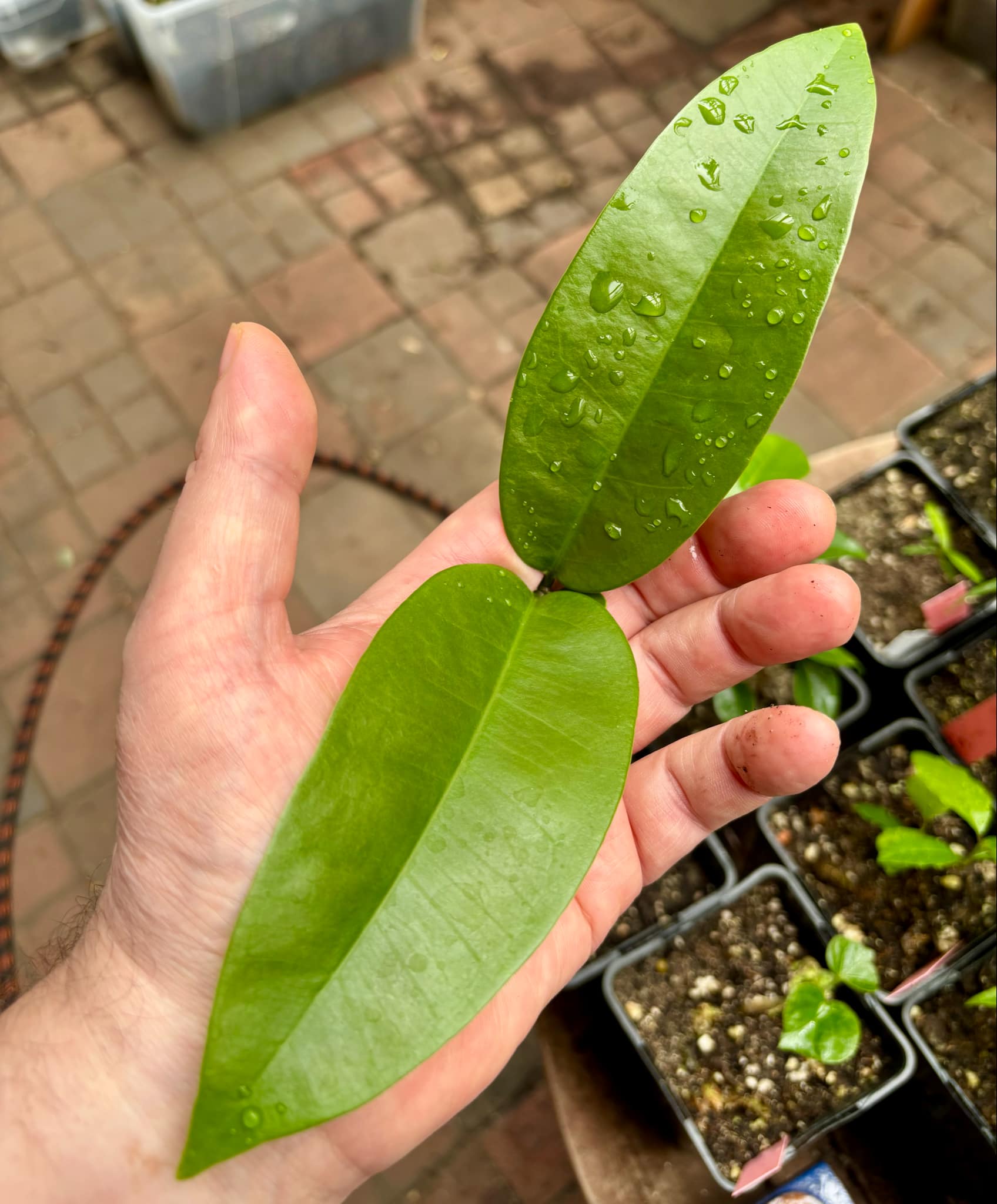 Eugenia sp Maca BIG -  1 small potted seedling / 1 kleiner, getopfter Sämling