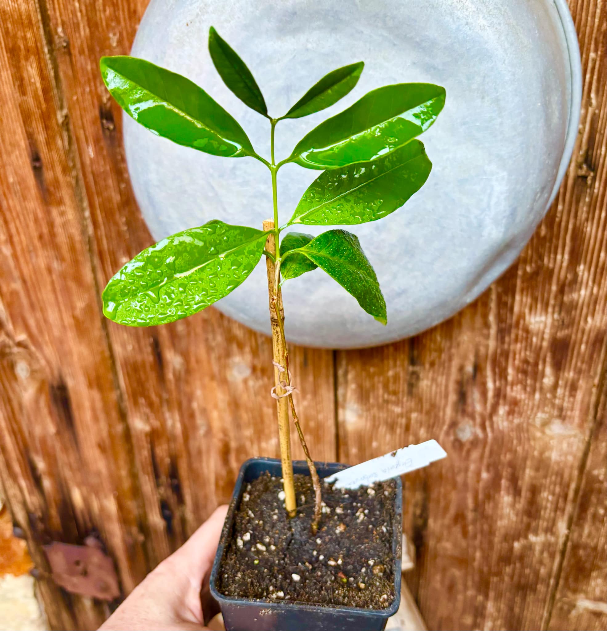 Eugenia subavenia - 1 potted plant / 1 getopfte Pflanze
