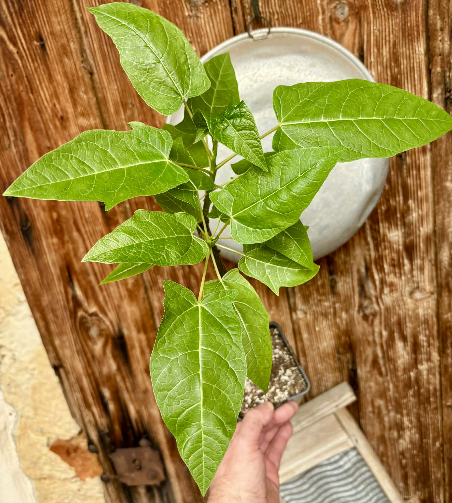 Oak Leaf Papaya (Vasconcellea quercifolia) - 1 potted plant / 1 getopfte Pflanze
