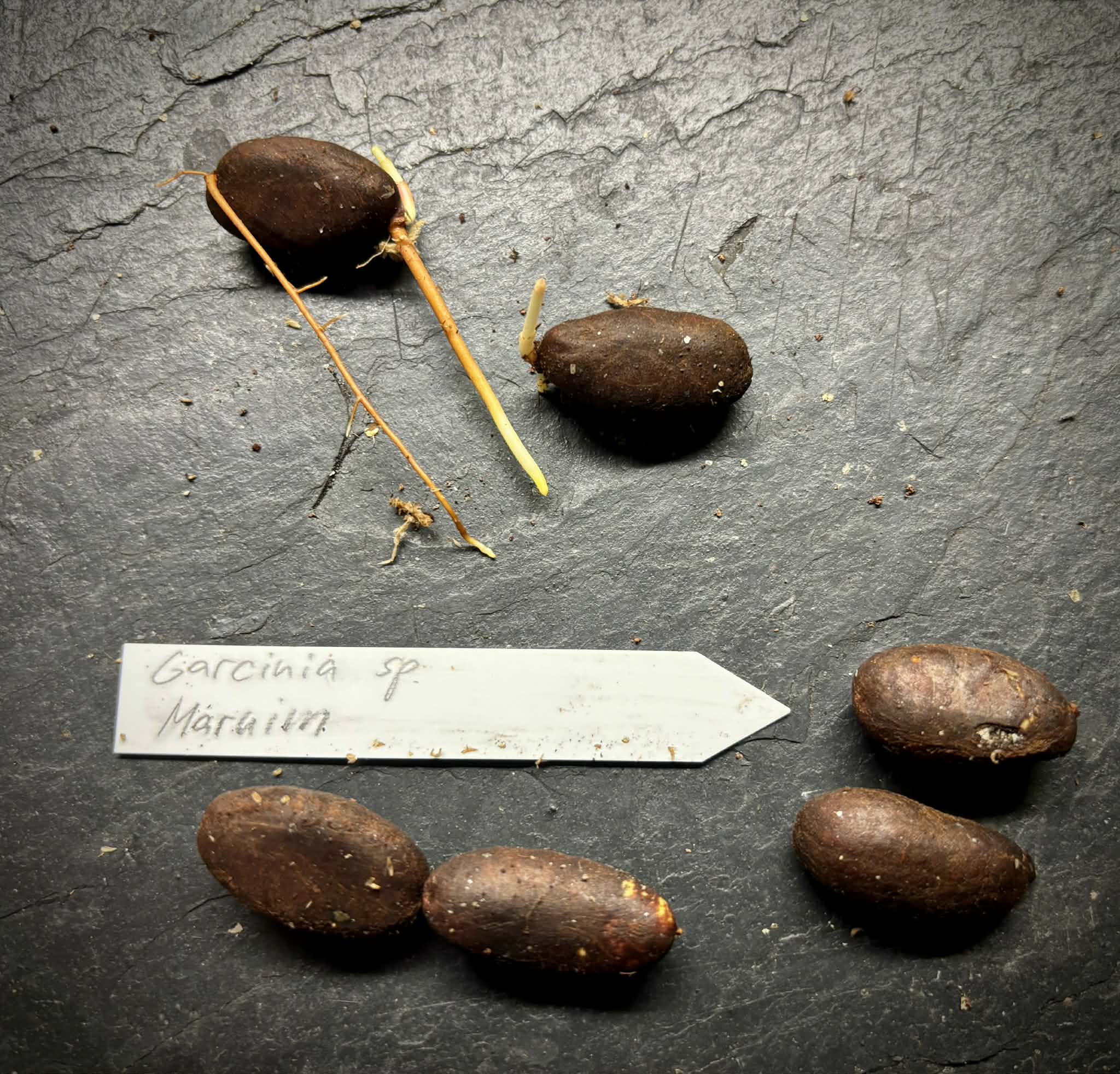 Garcinia sp Maruim - 1 germinated seed / 1 gekeimter Samen